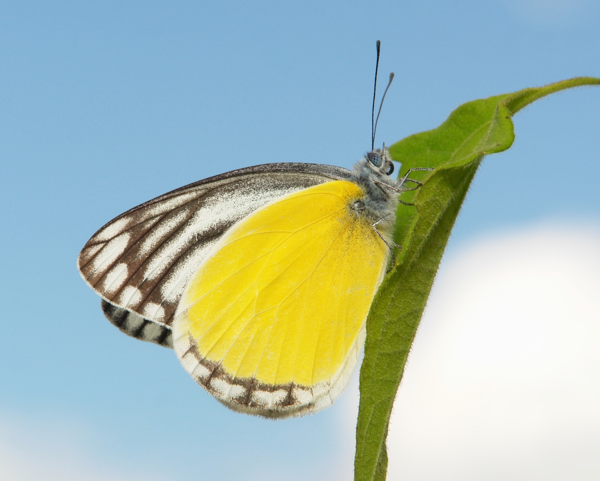 Обои небо, макро, бабочка, the sky, macro, butterfly разрешение 1927x1545 Загрузить