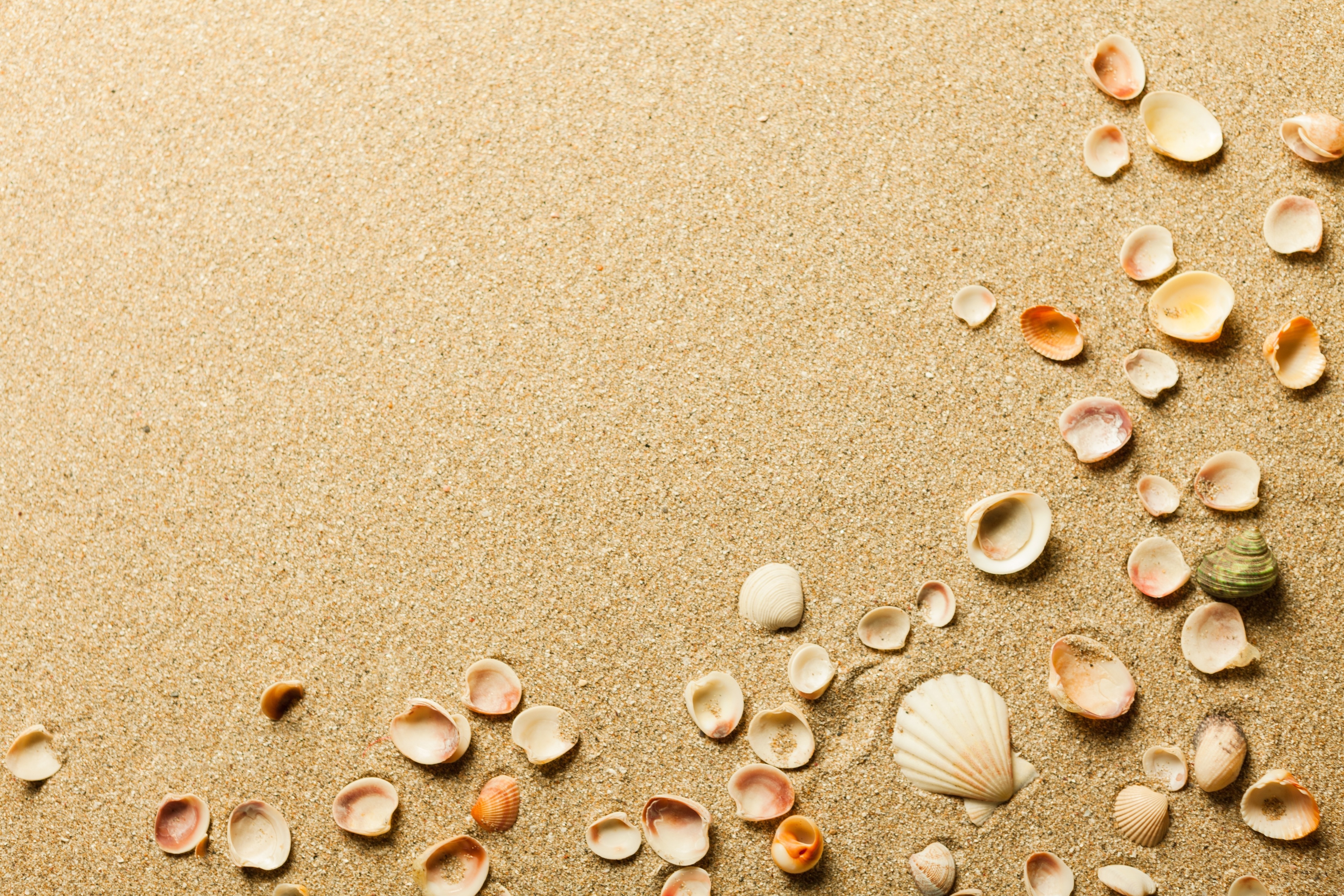 Обои песок, пляж, ракушки, sand, beach, shell разрешение 3840x2560 Загрузить