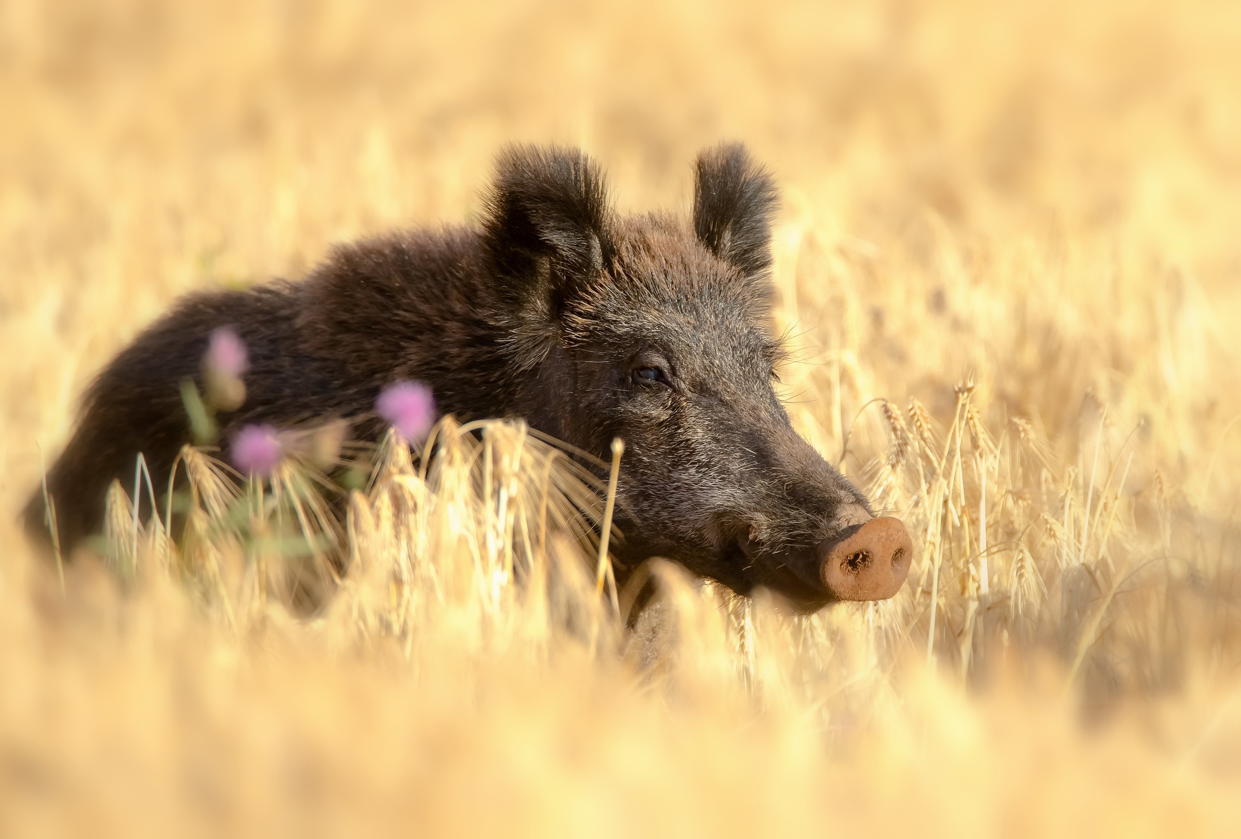 Обои поле, лето, пшеница, кабан, кабанчик, дикая свинья, field, summer, wheat, boar, hog, wild pig разрешение 2560x1731 Загрузить