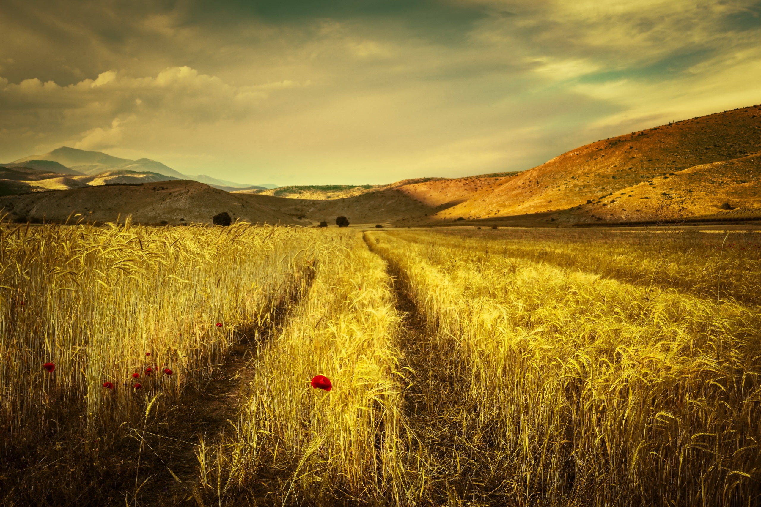 Обои небо, облака, горы, поле, лето, маки, колосья, the sky, clouds, mountains, field, summer, maki, ears разрешение 2560x1707 Загрузить