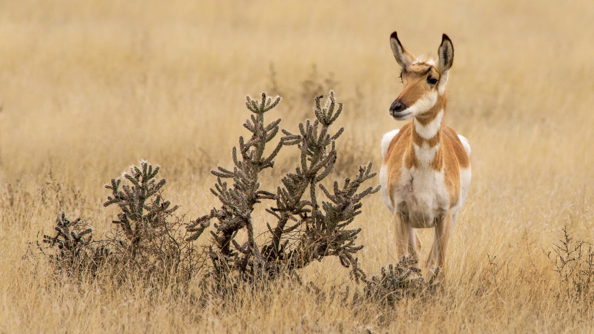 Обои природа, антилопа, вилорог, nature, antelope, pronghorn разрешение 2048x1152 Загрузить