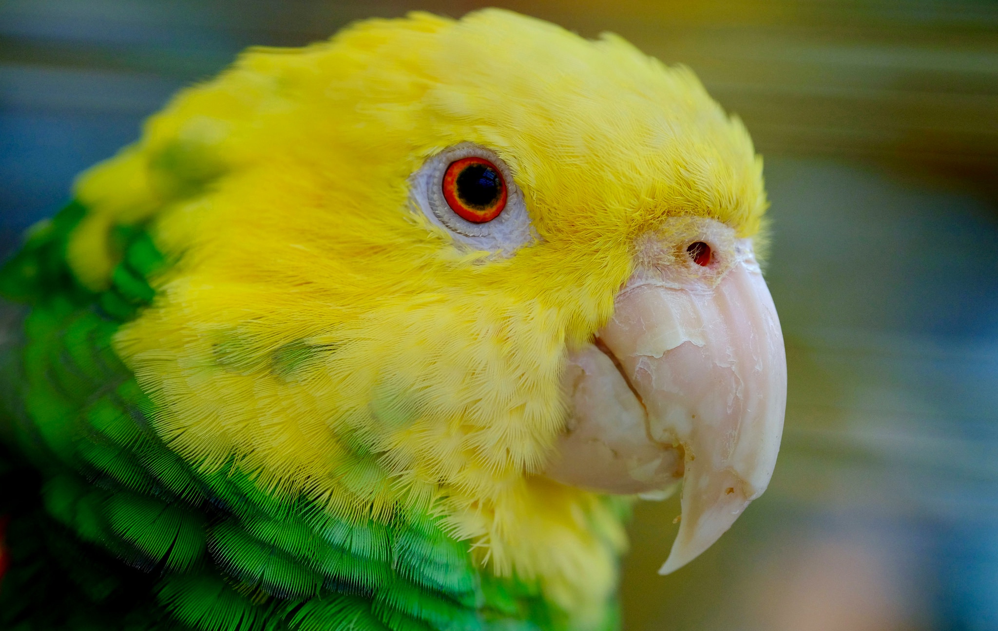 Обои птица, клюв, перья, попугай, желтоголовый амазон, bird, beak, feathers, parrot, yellow-headed amazon разрешение 2048x1296 Загрузить