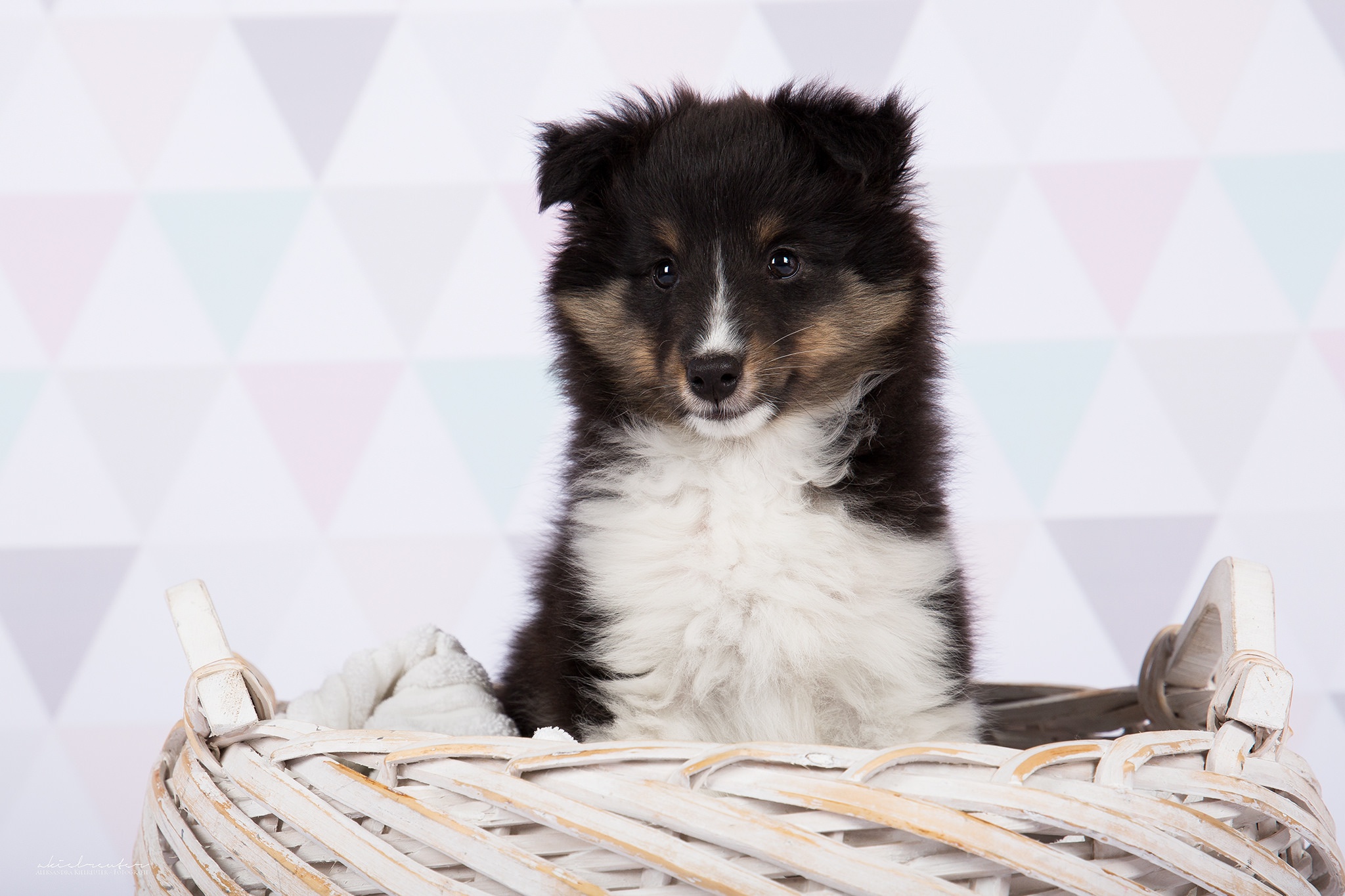 Обои шерсть, взгляд, собака, корзина, животное, wool, look, dog, basket, animal разрешение 2048x1365 Загрузить