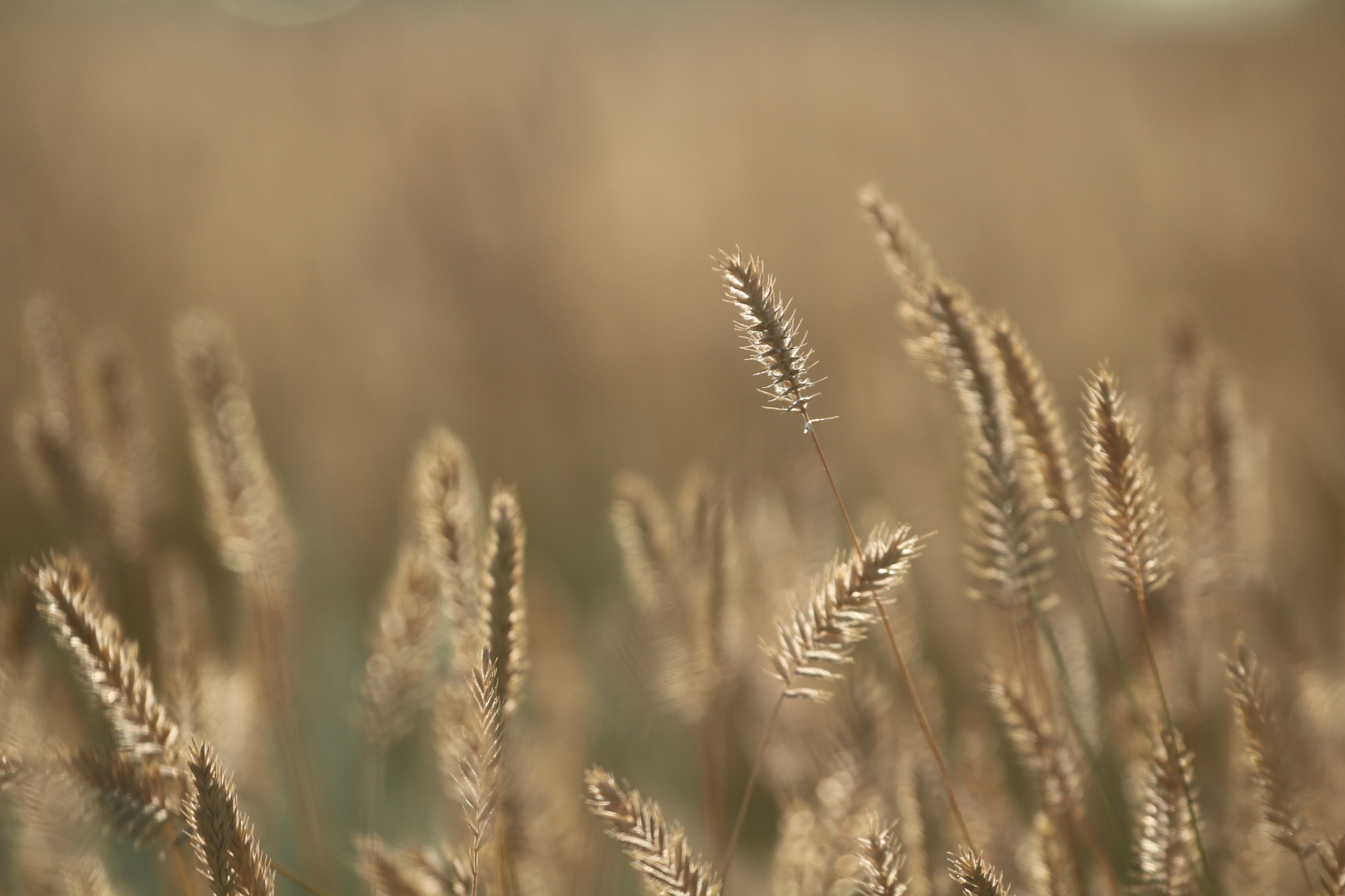 Обои трава, фон, лето, колоски, травинки, ко, grass, background, summer, spikelets, to разрешение 1920x1280 Загрузить