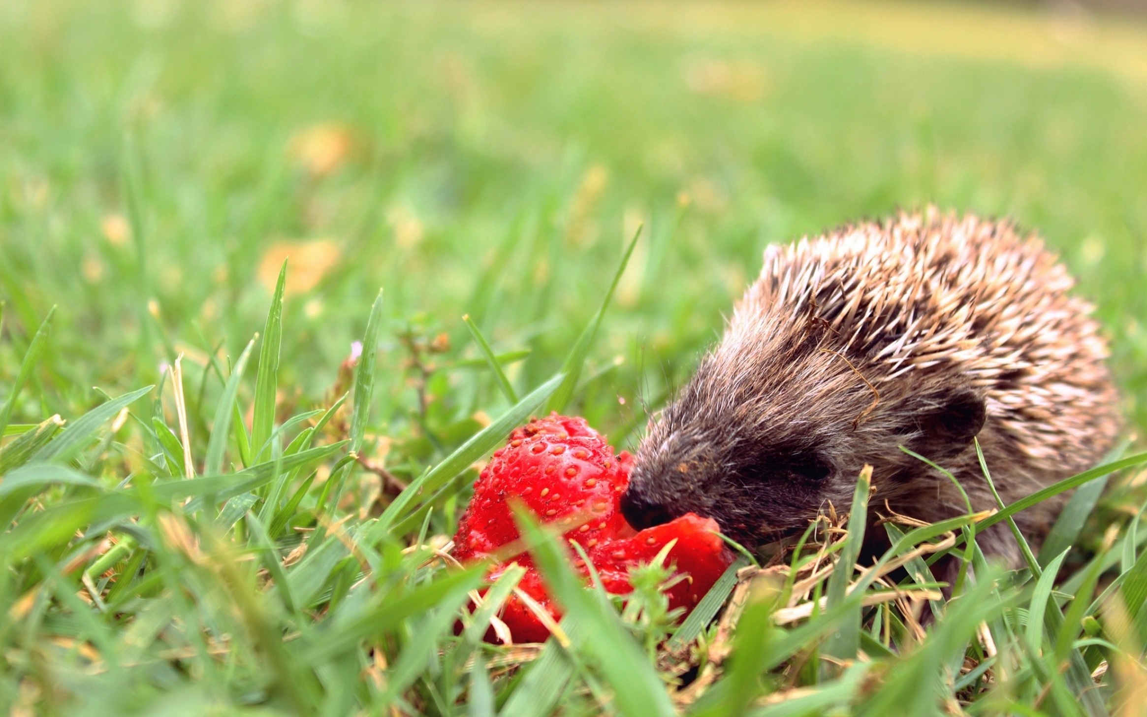 Обои трава, мордочка, клубника, весна, ежик, иголки, еж, боке, grass, muzzle, strawberry, spring, hedgehog, needles, bokeh разрешение 2330x1456 Загрузить