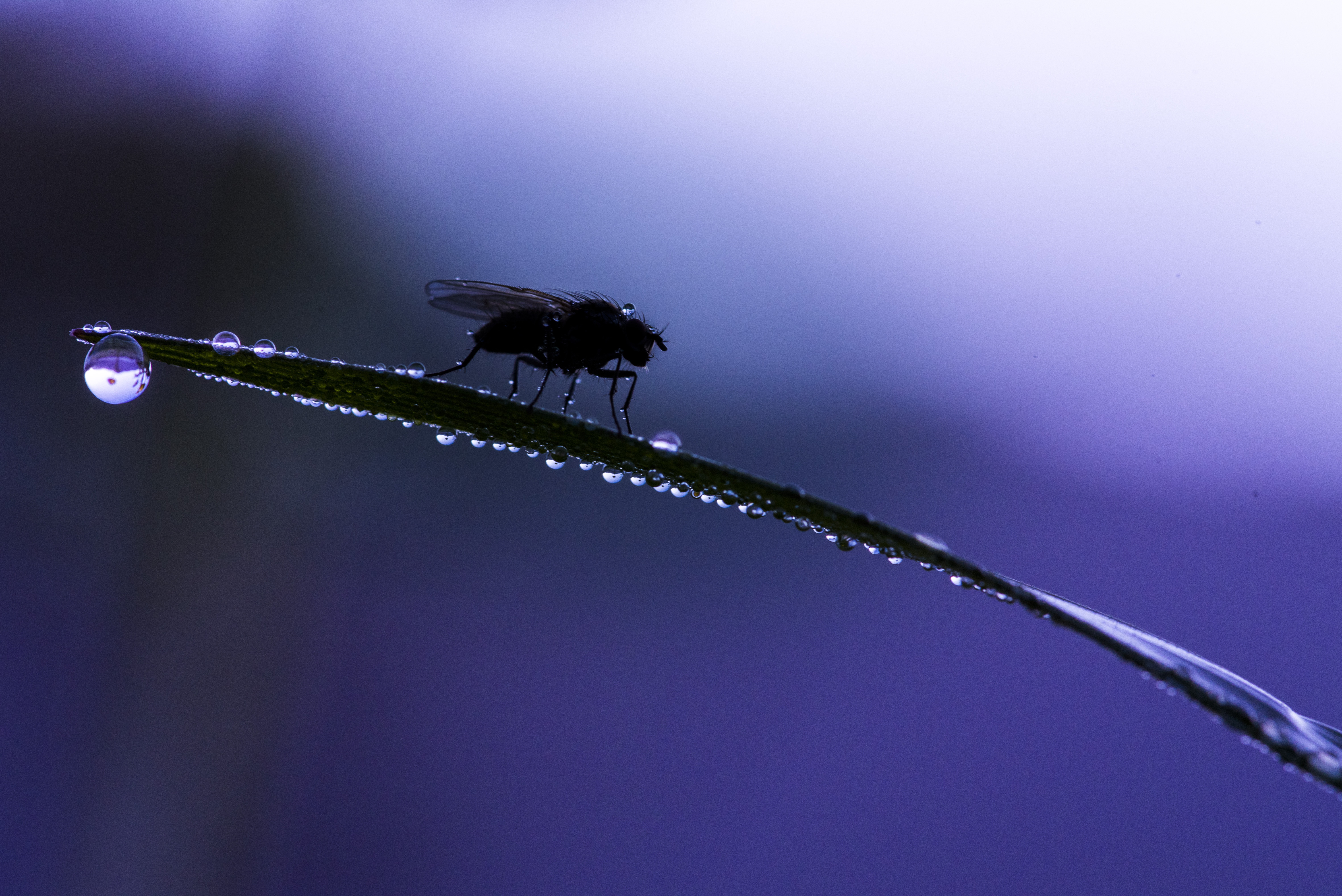 Обои трава, макро, насекомое, фон, капли, муха, grass, macro, insect, background, drops, fly разрешение 6016x4016 Загрузить