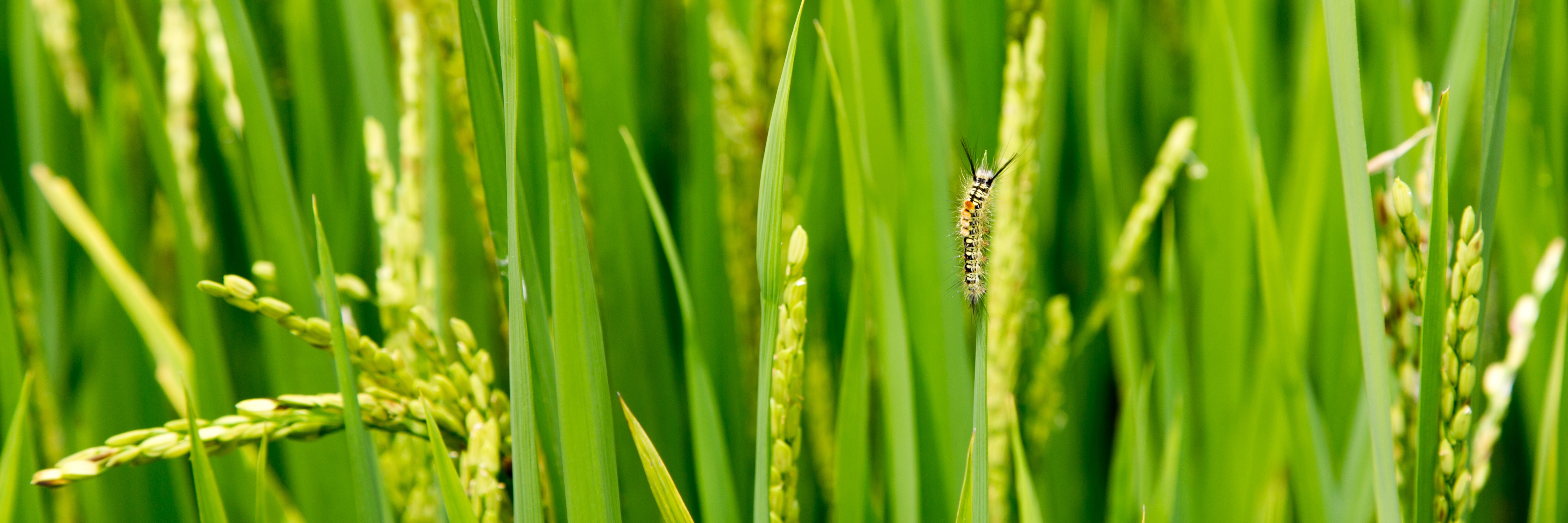 Обои трава, зелень, макро, насекомое, колоски, гусеница, травинки, grass, greens, macro, insect, spikelets, caterpillar разрешение 4782x1594 Загрузить