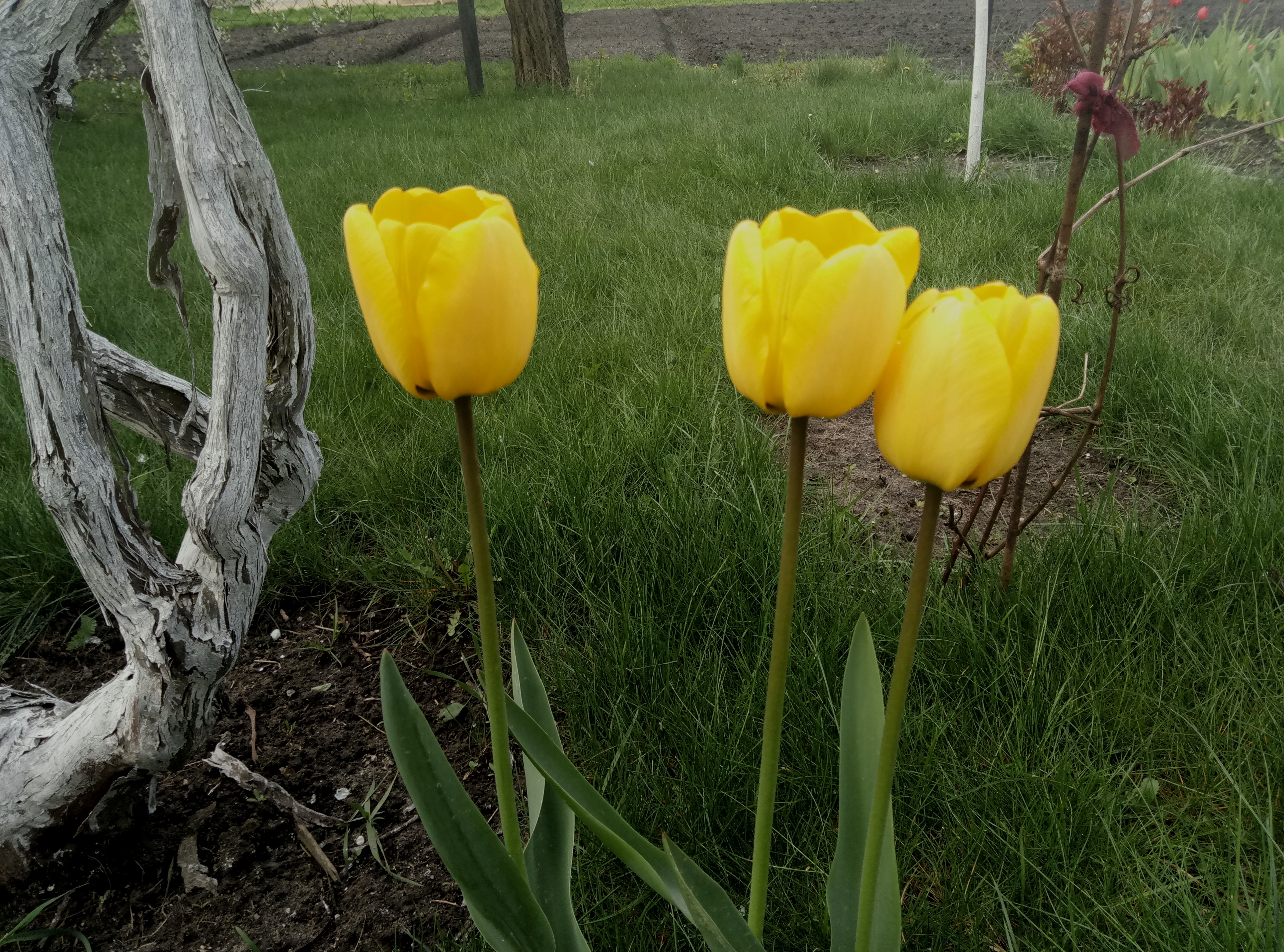 Обои цветы, трава, весна, тюльпаны, стебли, желтые, flowers, grass, spring, tulips, stems, yellow разрешение 4208x3120 Загрузить
