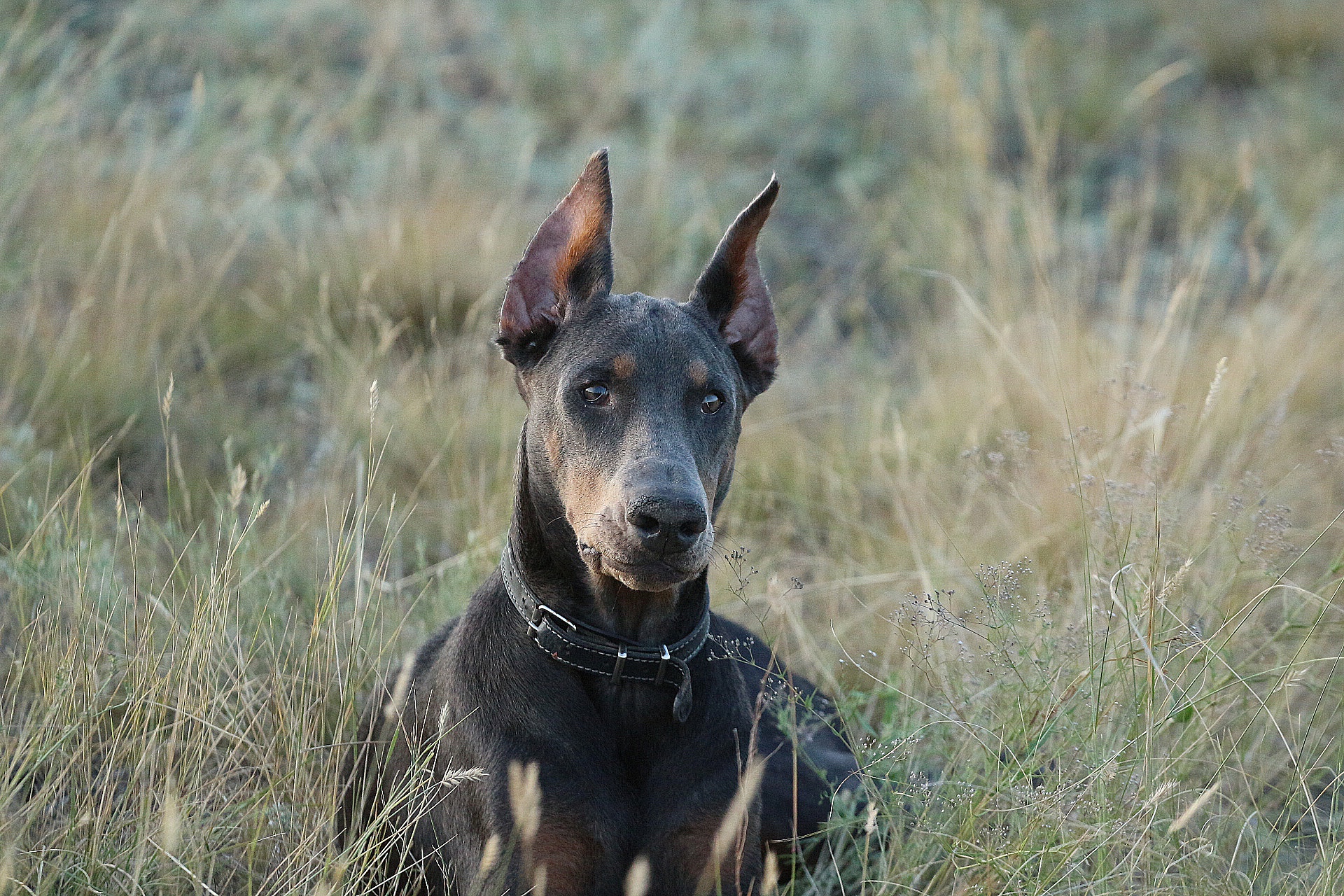 Обои взгляд, собака, друг, ошейник, доберман, травинки, look, dog, each, collar, doberman, grass разрешение 1920x1280 Загрузить