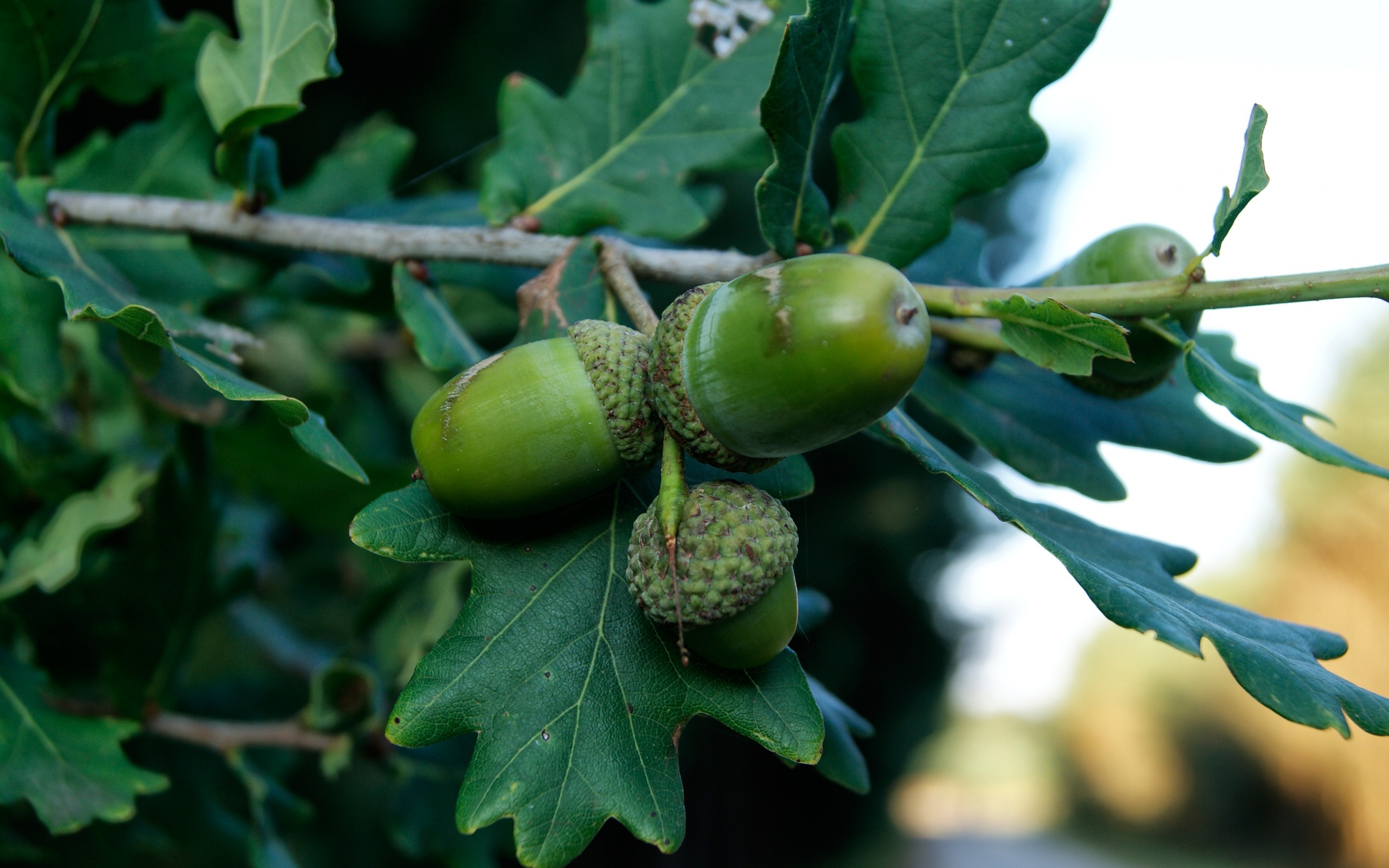 Обои ветка, природа, дерево, листья, плоды, дуб, жёлуди, branch, nature, tree, leaves, fruit, oak, acorns разрешение 3840x2400 Загрузить