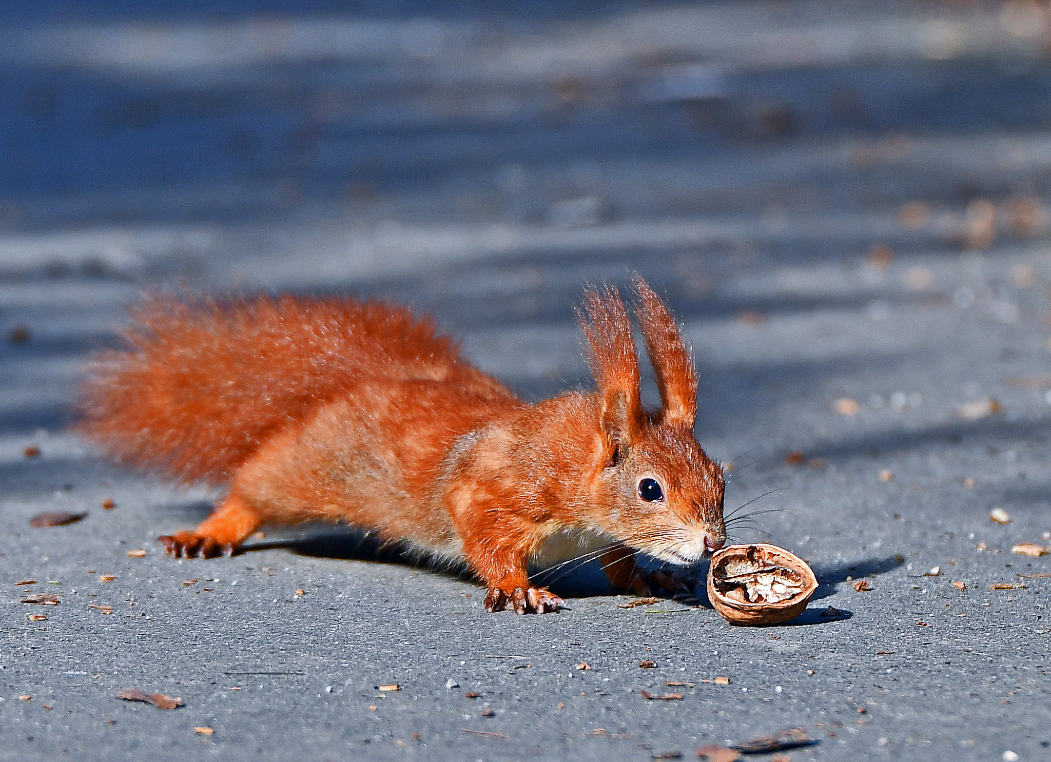 Обои животное, белка, орех, грызун, animal, protein, walnut, rodent разрешение 2048x1485 Загрузить