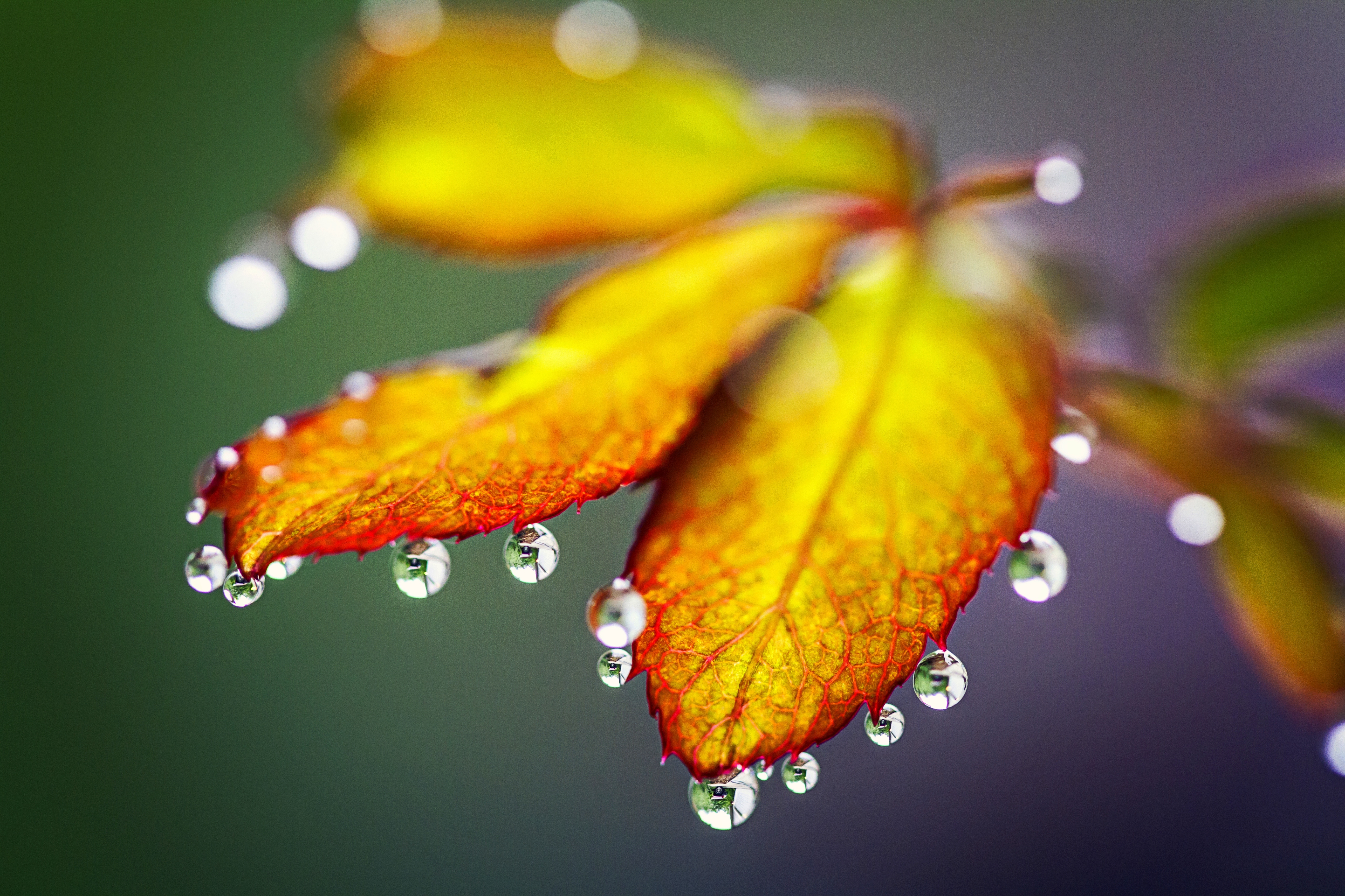 Обои природа, листья, макро, капли, осень, nature, leaves, macro, drops, autumn разрешение 5184x3456 Загрузить