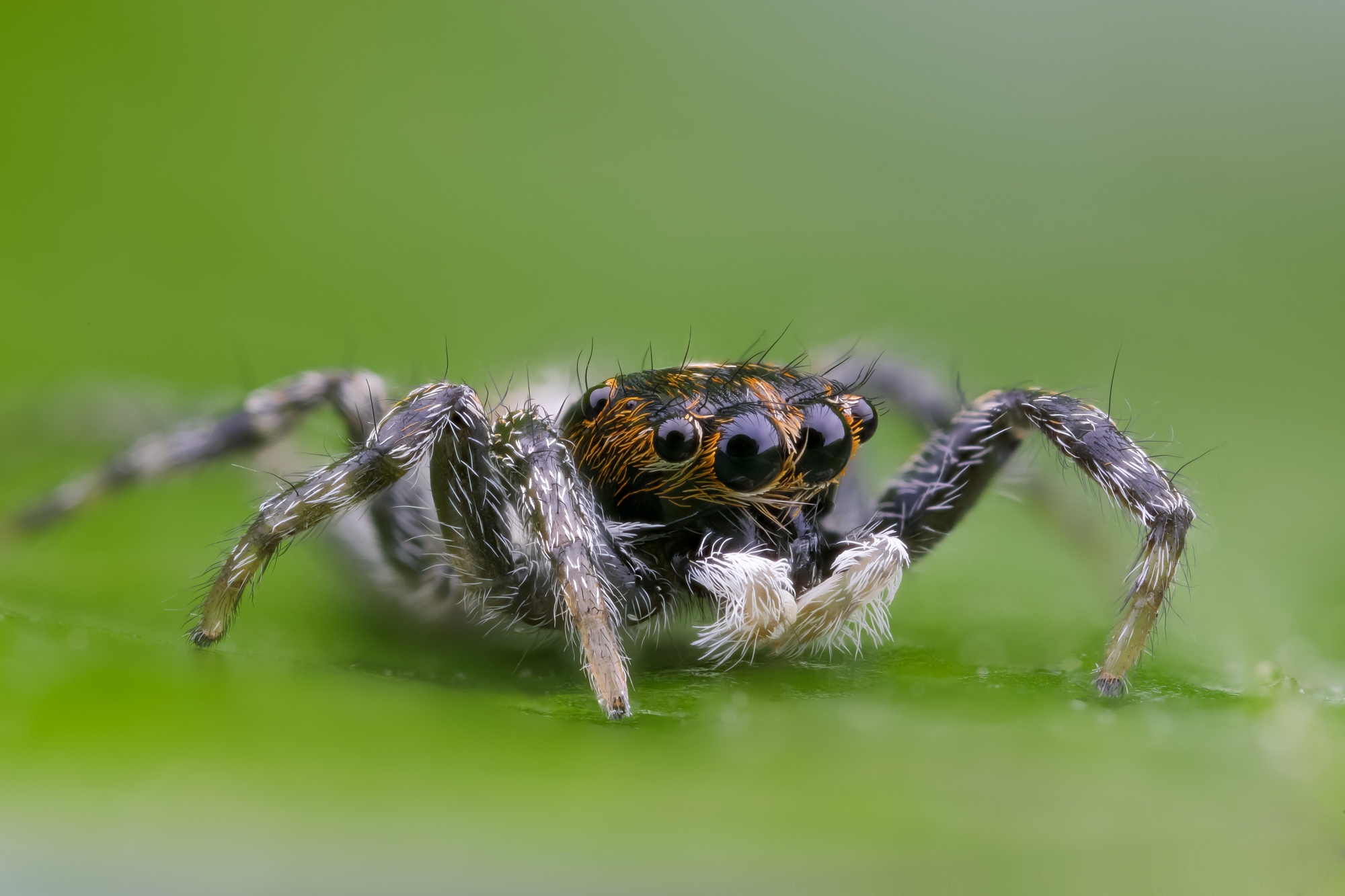 Обои глаза, макро, насекомое, паук, волоски, лапки, боке, eyes, macro, insect, spider, hairs, legs, bokeh разрешение 2000x1333 Загрузить