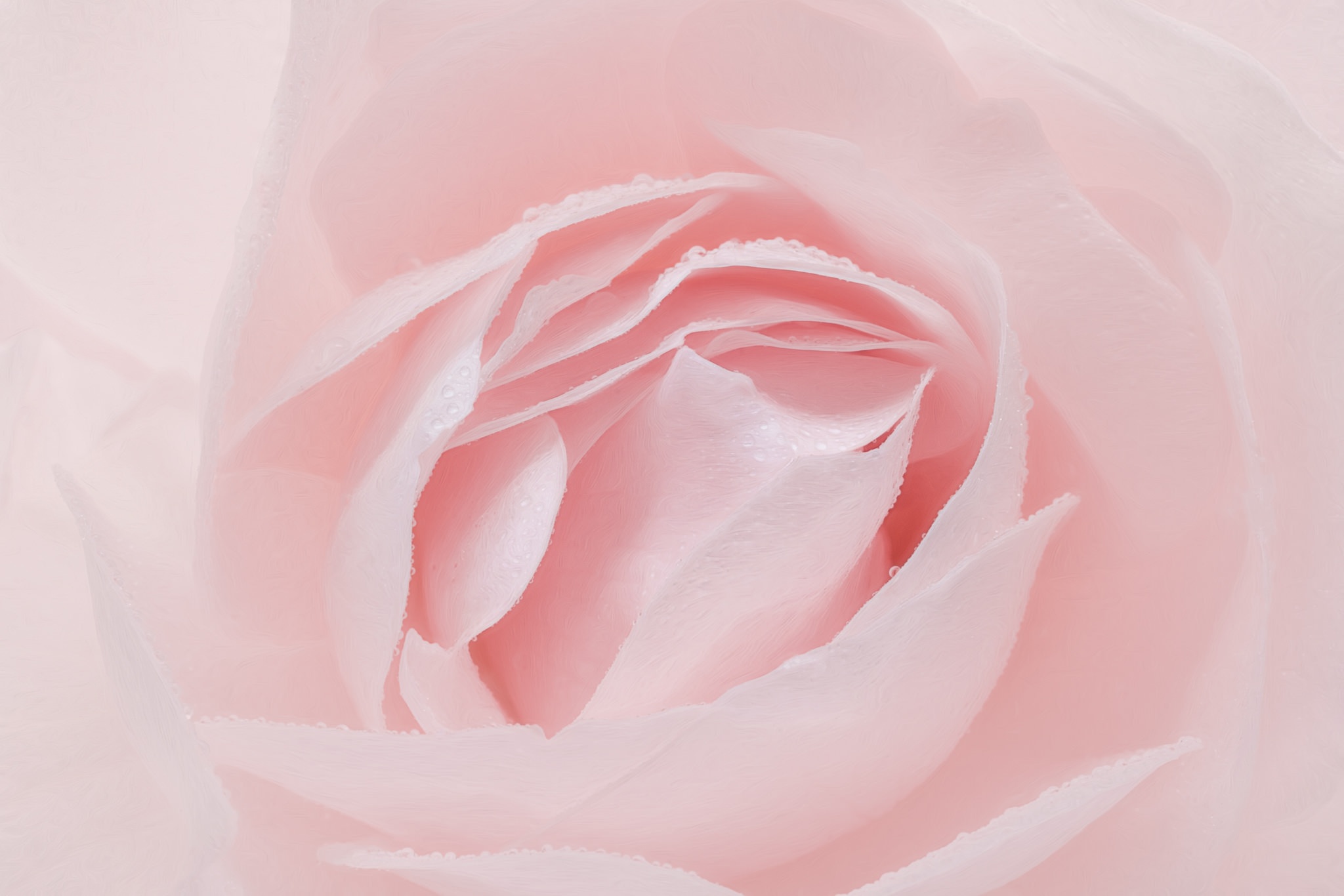 Обои макро, цветок, роза, лепестки, розовый, macro, flower, rose, petals, pink разрешение 2048x1366 Загрузить