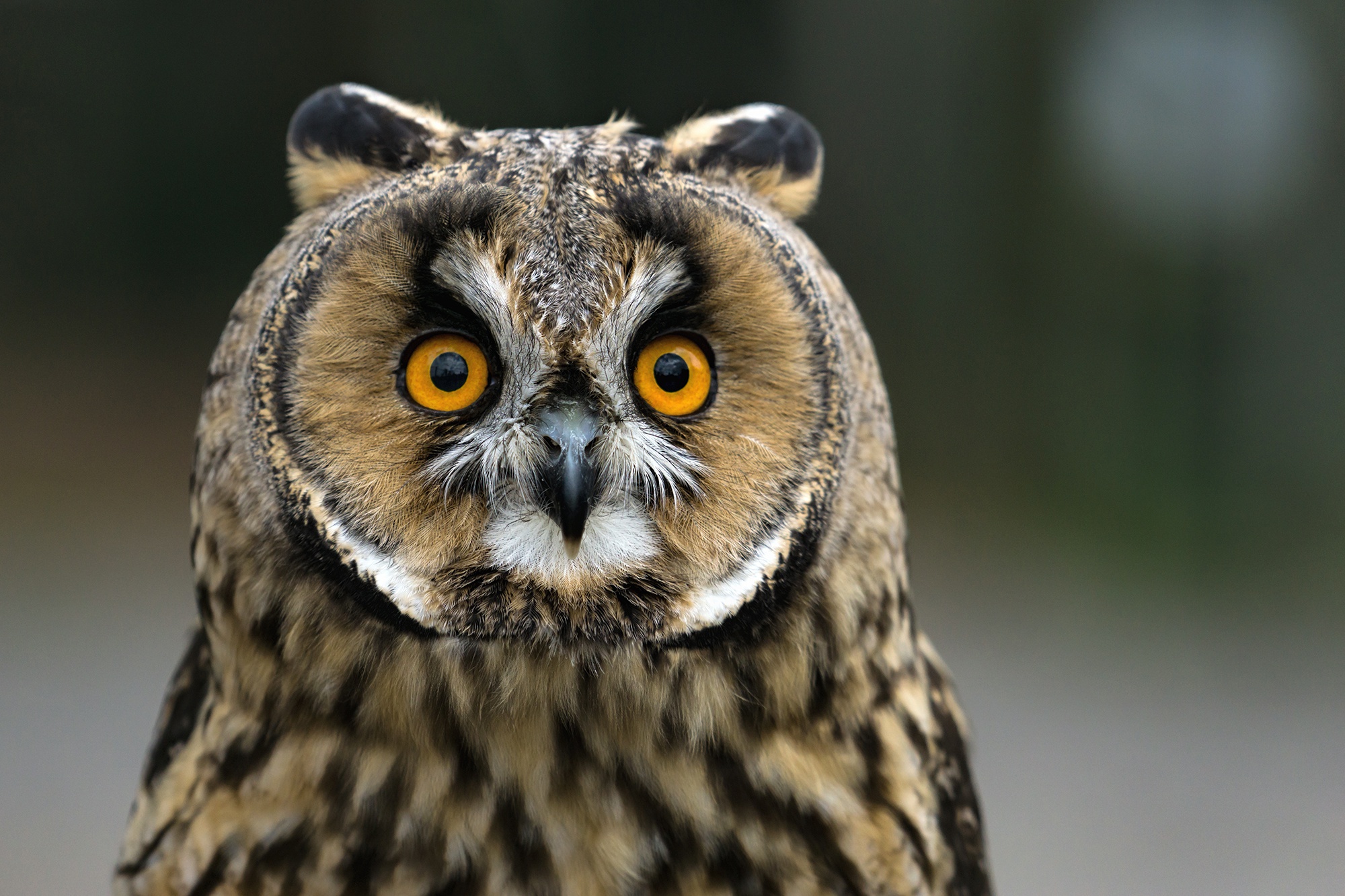 Обои сова, фон, взгляд, птица, клюв, перья, ушастая сова, owl, background, look, bird, beak, feathers, long-eared owl разрешение 2000x1333 Загрузить