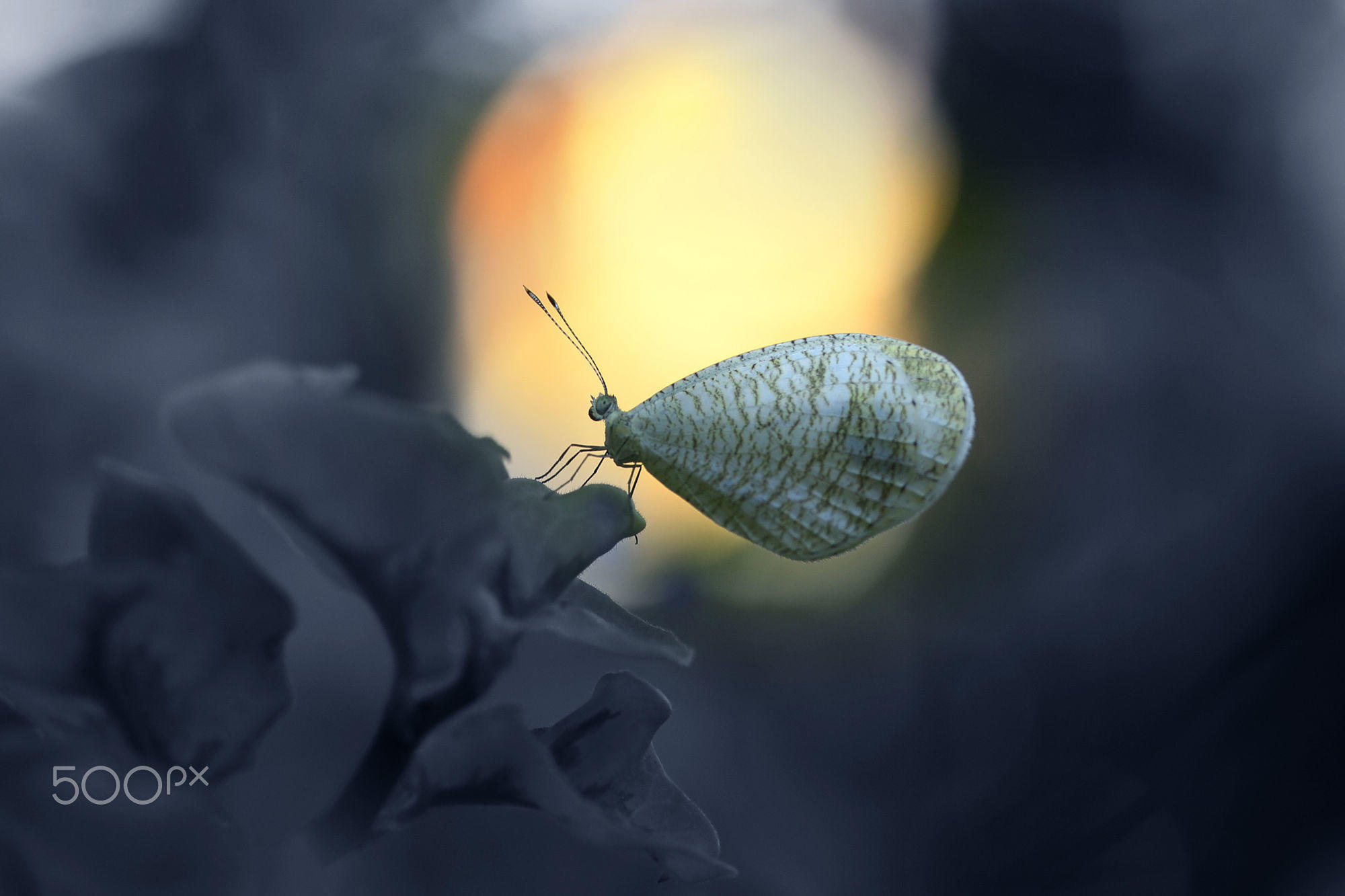 Обои насекомое, цветок, бабочка, крылья, alfian ismail, insect, flower, butterfly, wings разрешение 2000x1333 Загрузить