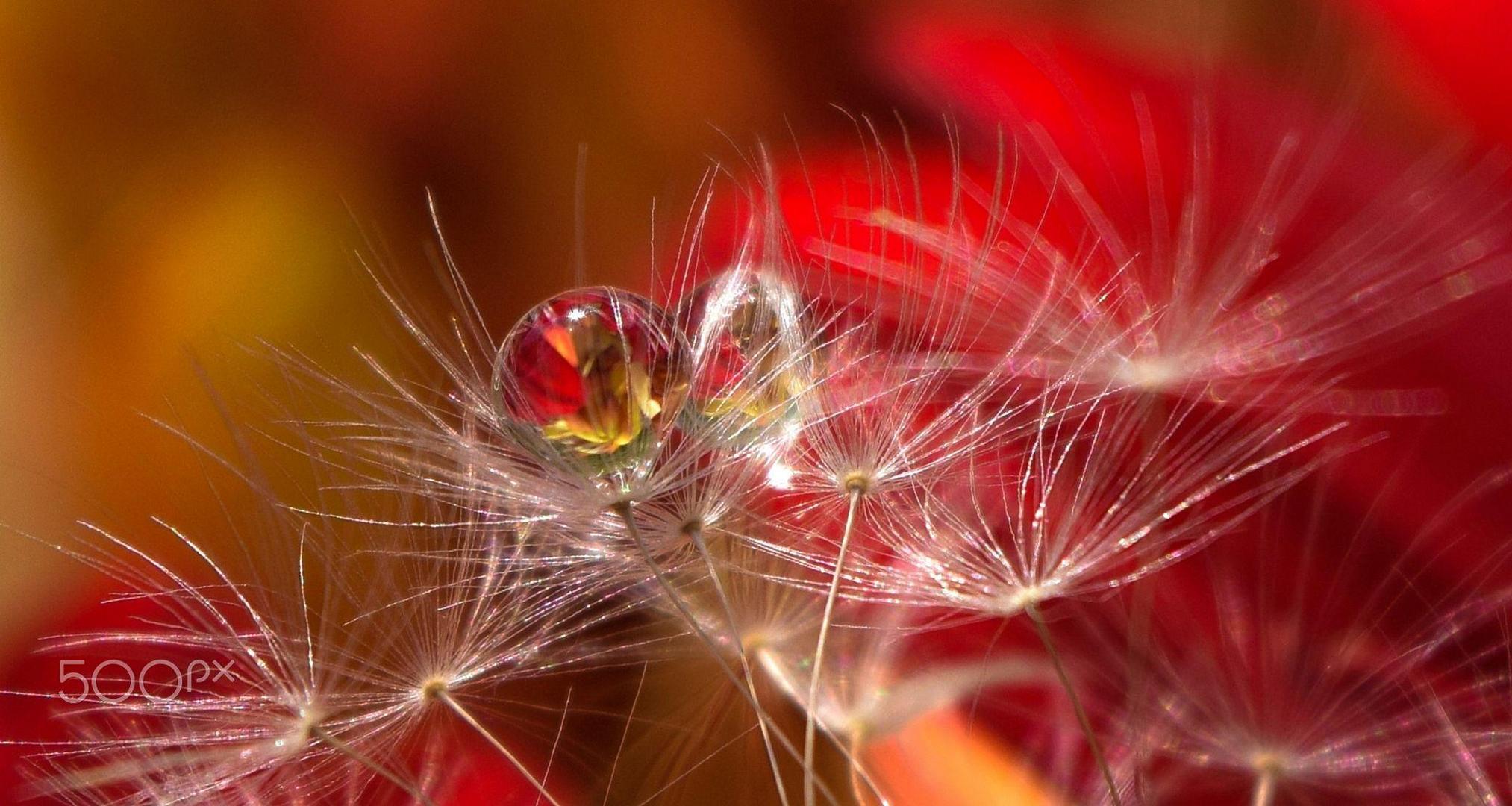 Обои капли, размытость, семена, пух, пушинки, былинки, aylin in the dropland, drops, blur, seeds, fluff, fuzzes, blade разрешение 2026x1080 Загрузить