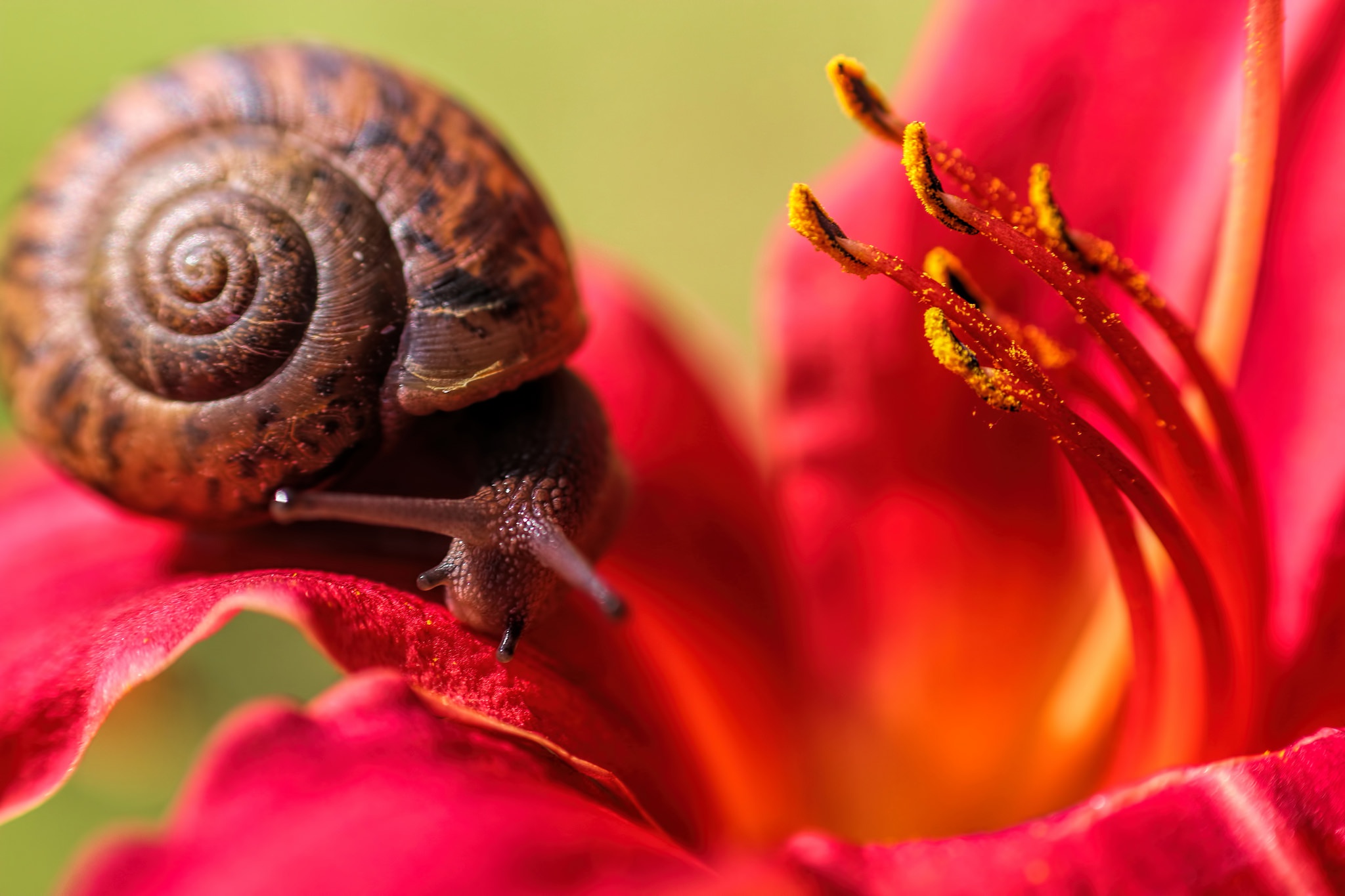 Обои цветок, лепестки, лилия, ползет, усики, улитка, flower, petals, lily, crawling, antennae, snail разрешение 2048x1365 Загрузить