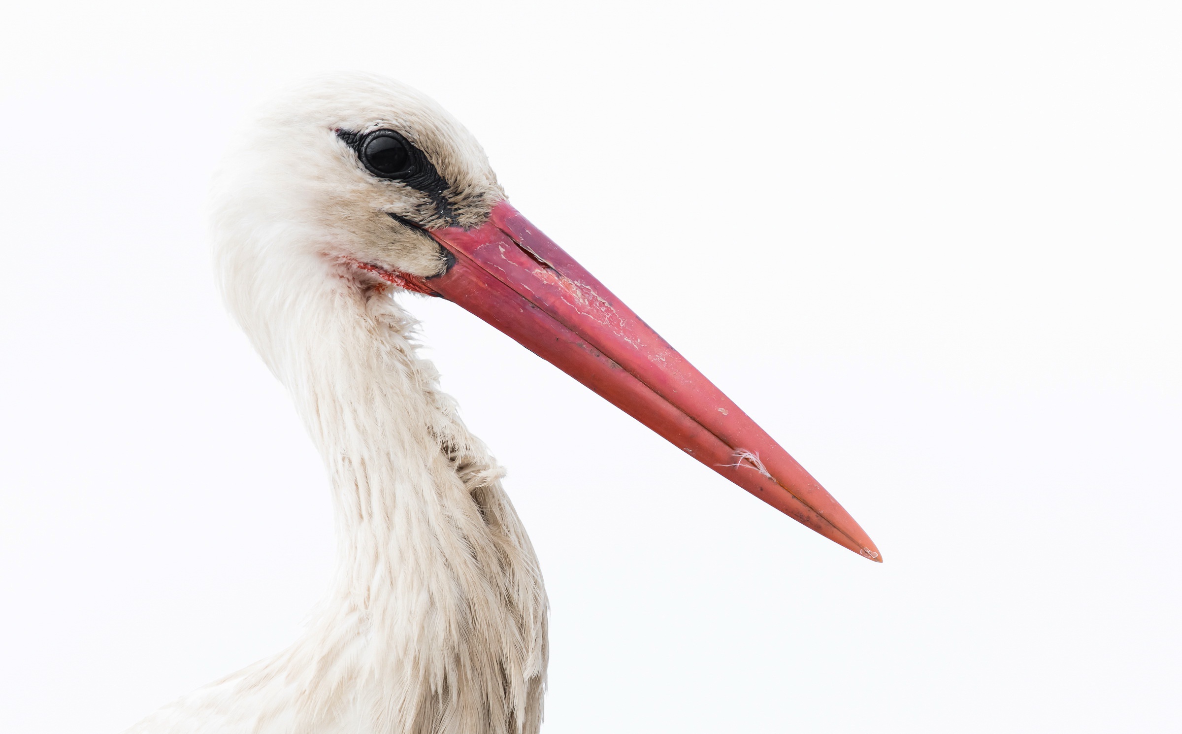 Обои фон, белый, птица, клюв, перья, белый фон, аист, background, white, bird, beak, feathers, white background, stork разрешение 2400x1490 Загрузить