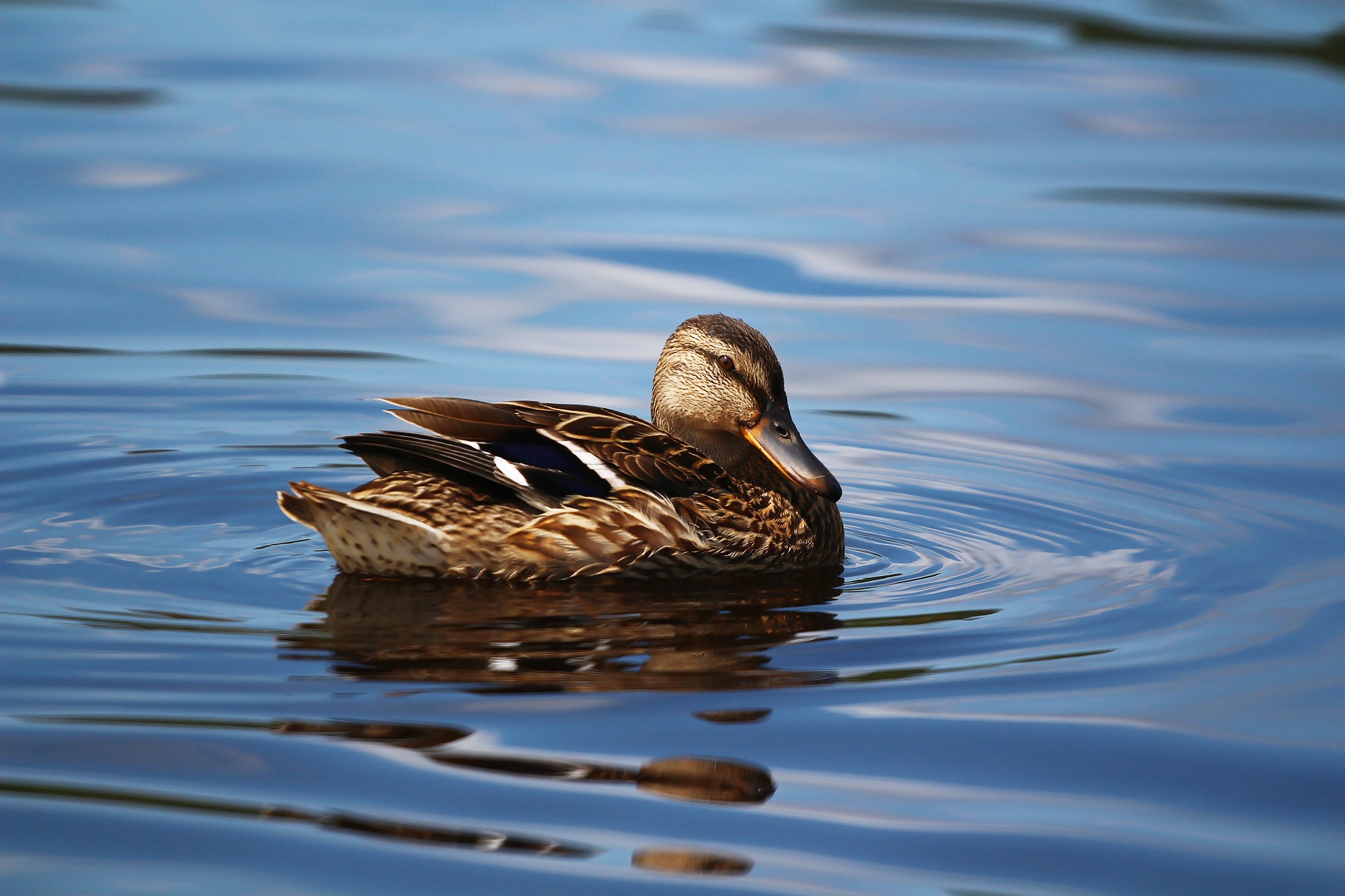 Обои озеро, птица, клюв, перья, озёра, утка, кряква, уточка, lake, bird, beak, feathers, duck, mallard разрешение 1920x1280 Загрузить