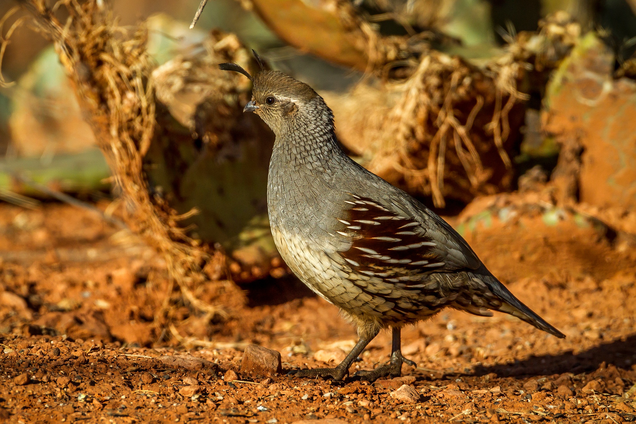 Обои птица, перепел, самка, шлемоносный хохлатый перепел, bird, quail, female, common quail crested разрешение 2048x1365 Загрузить