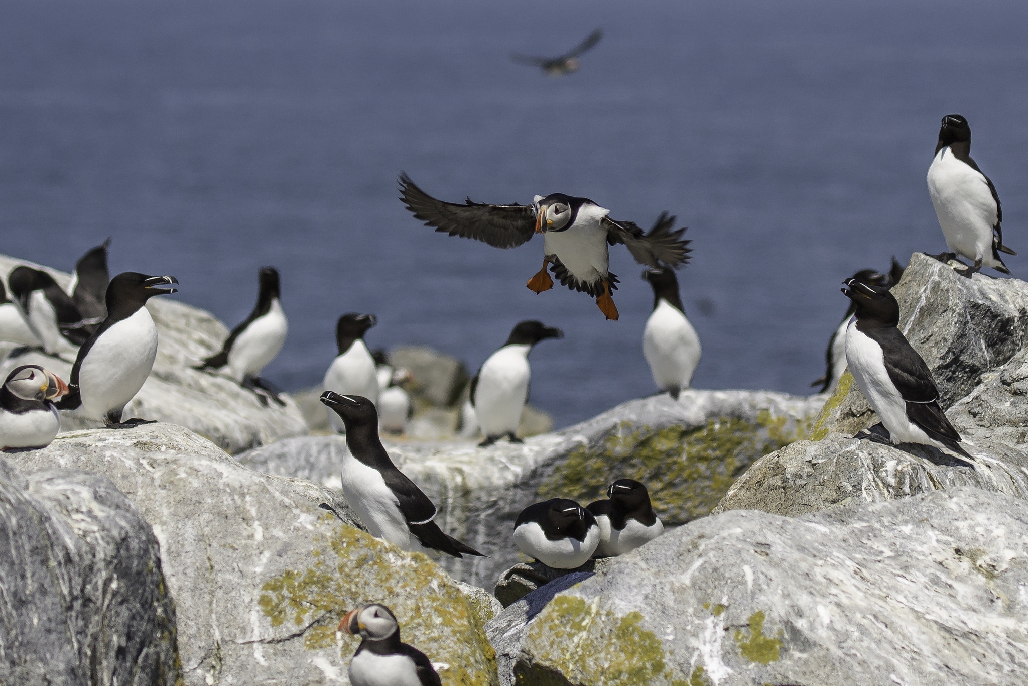 Обои камни, море, птицы, перья, тупик, атлантический тупик, stones, sea, birds, feathers, stalled, atlantic puffin разрешение 2048x1366 Загрузить