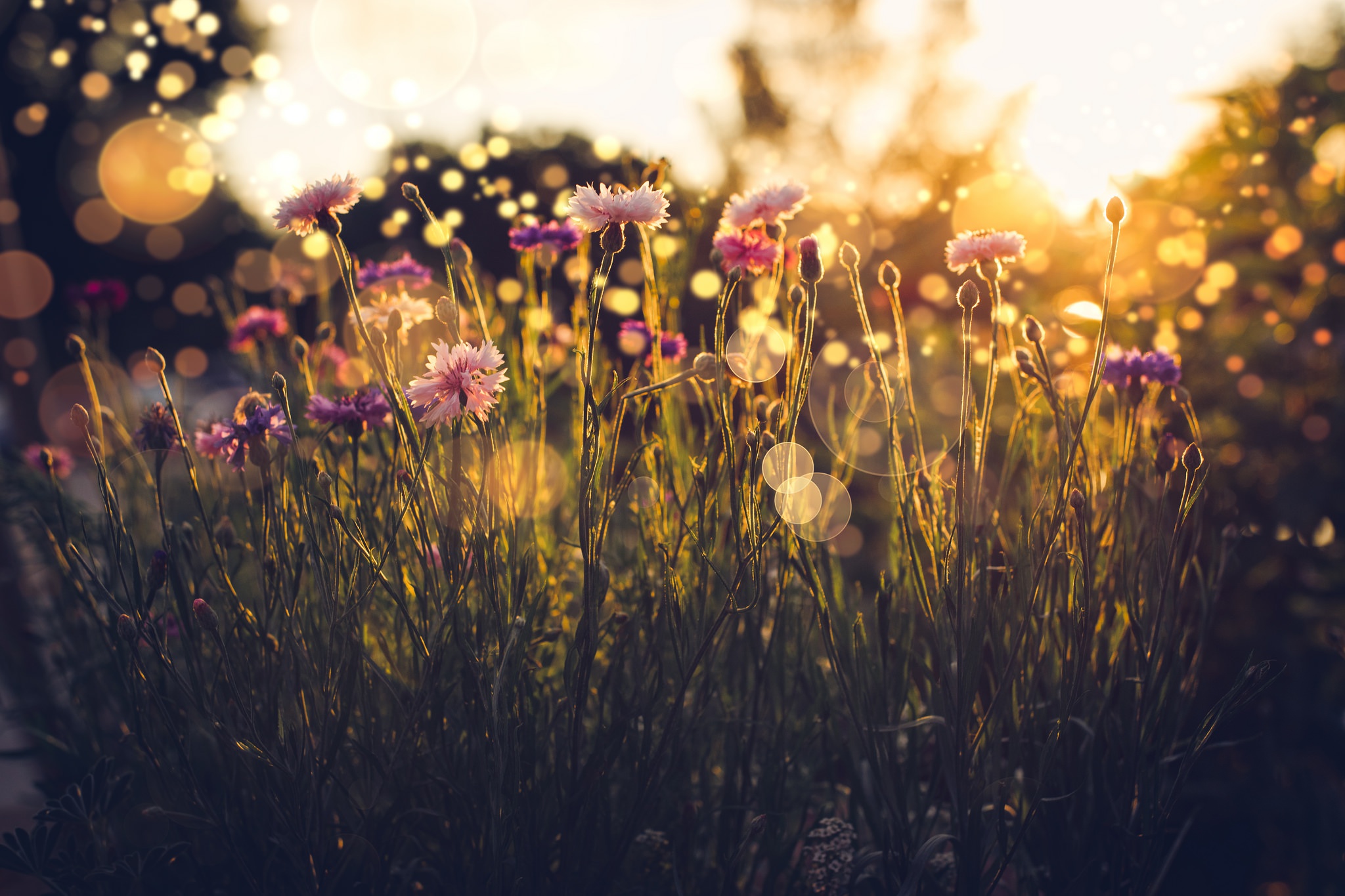 Обои свет, трава, лето, блики, васильки, полевые цветы, light, grass, summer, glare, cornflowers, wildflowers разрешение 2048x1365 Загрузить