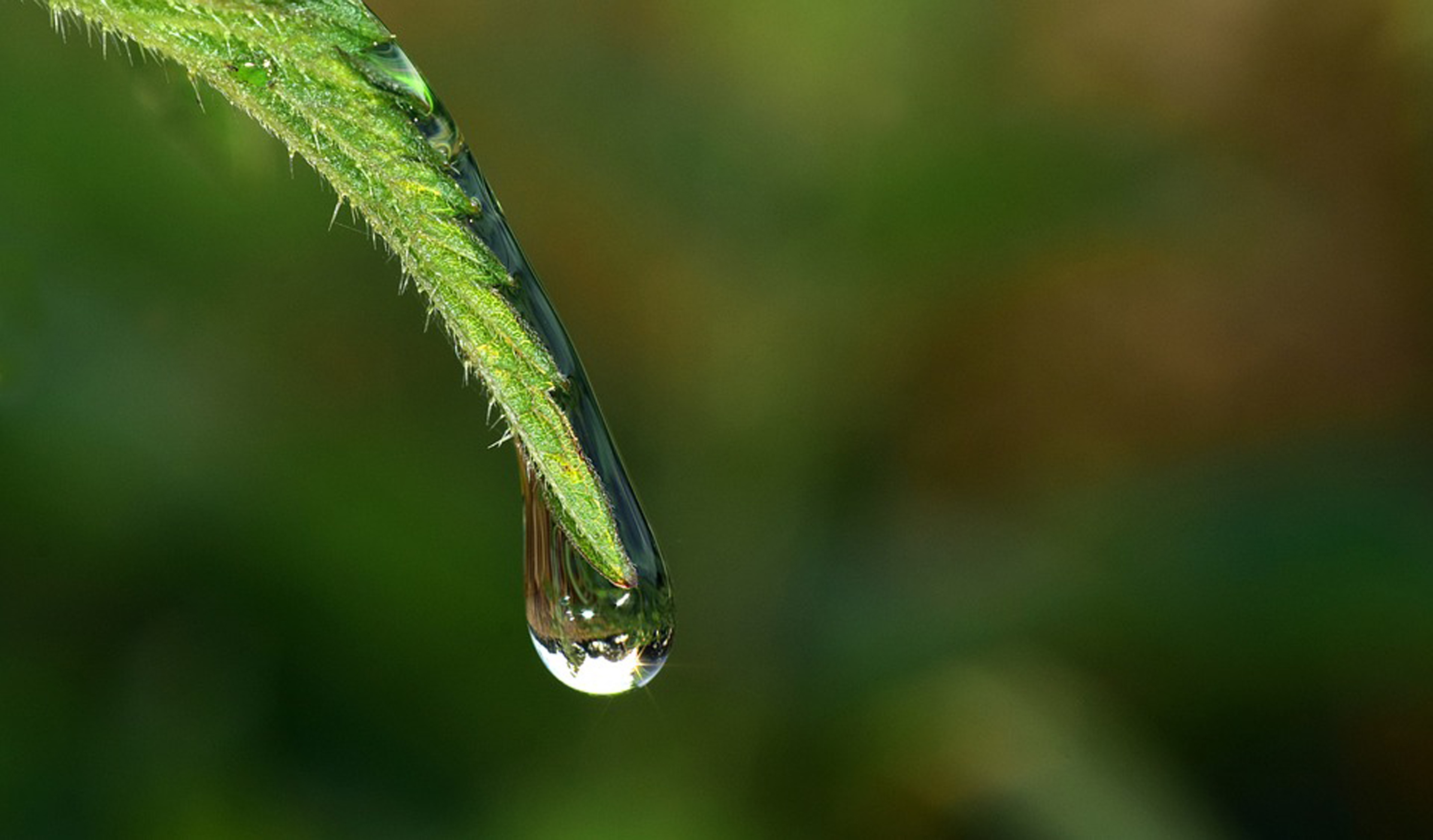 Обои трава, вода, природа, роса, капля, стебель, grass, water, nature, rosa, drop, stem разрешение 4000x2346 Загрузить