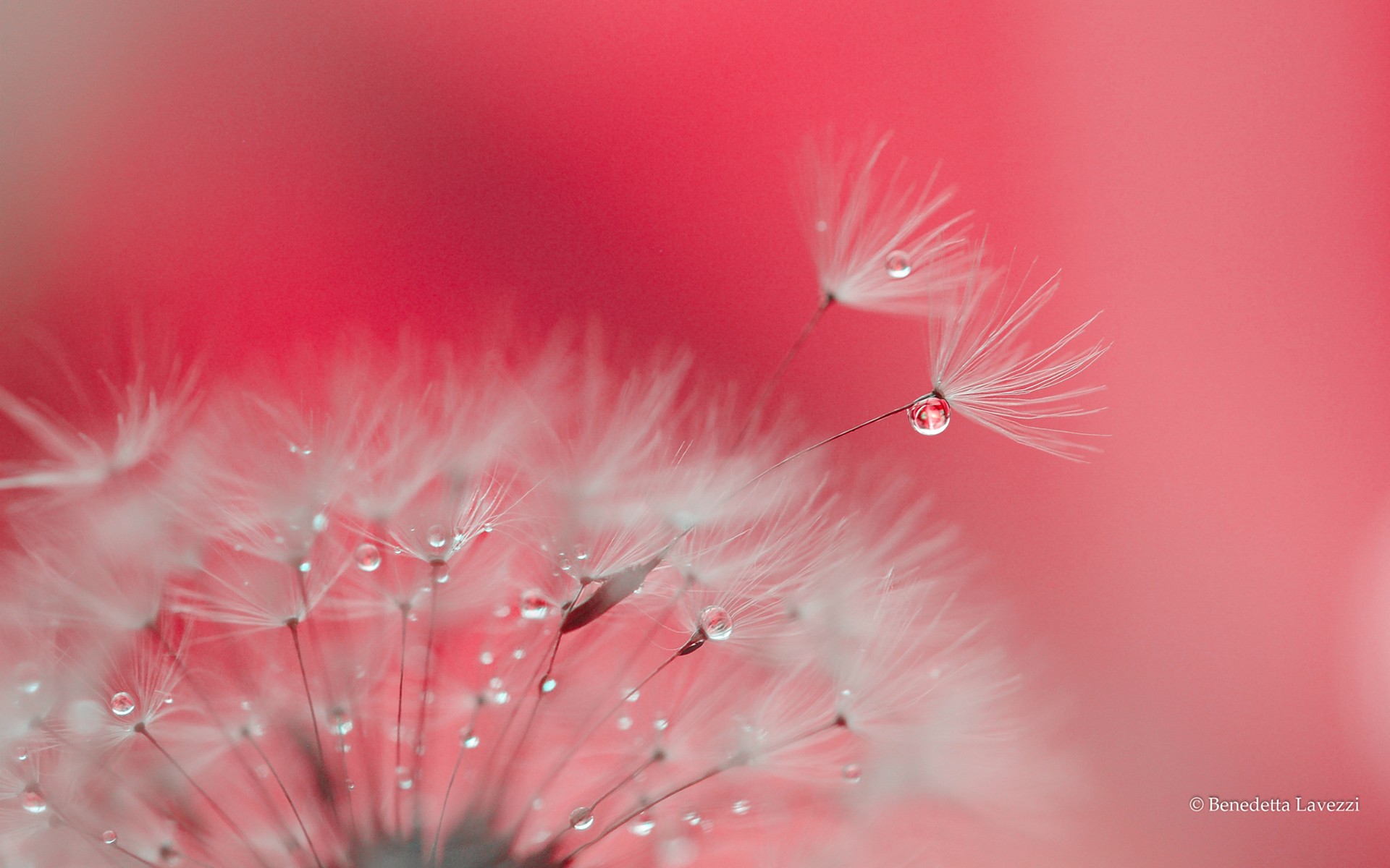 Обои макро, фон, цветок, капли, одуванчик, пушинки, былинки, macro, background, flower, drops, dandelion, fuzzes, blade разрешение 1920x1200 Загрузить