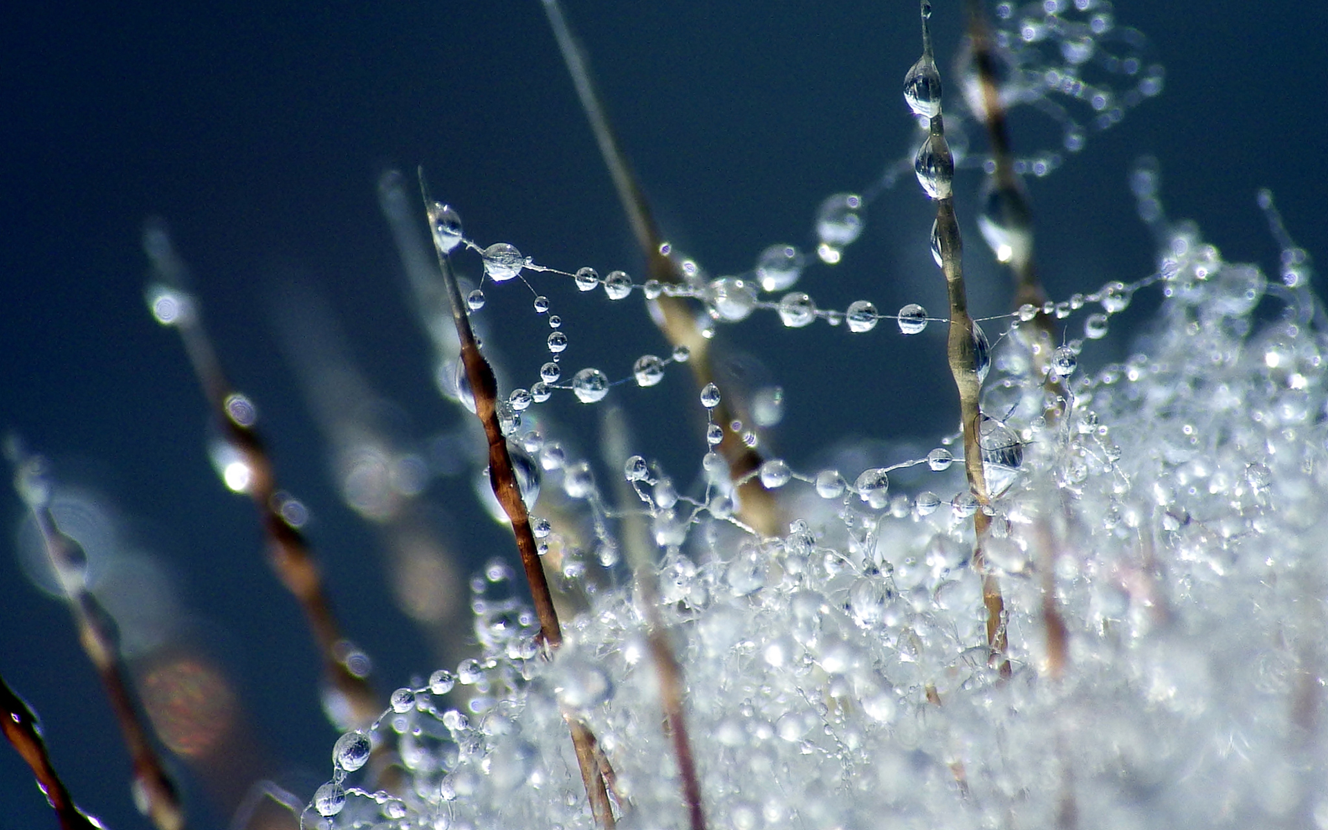 Обои макро, роса, капли, дождь, macro, rosa, drops, rain разрешение 1920x1200 Загрузить