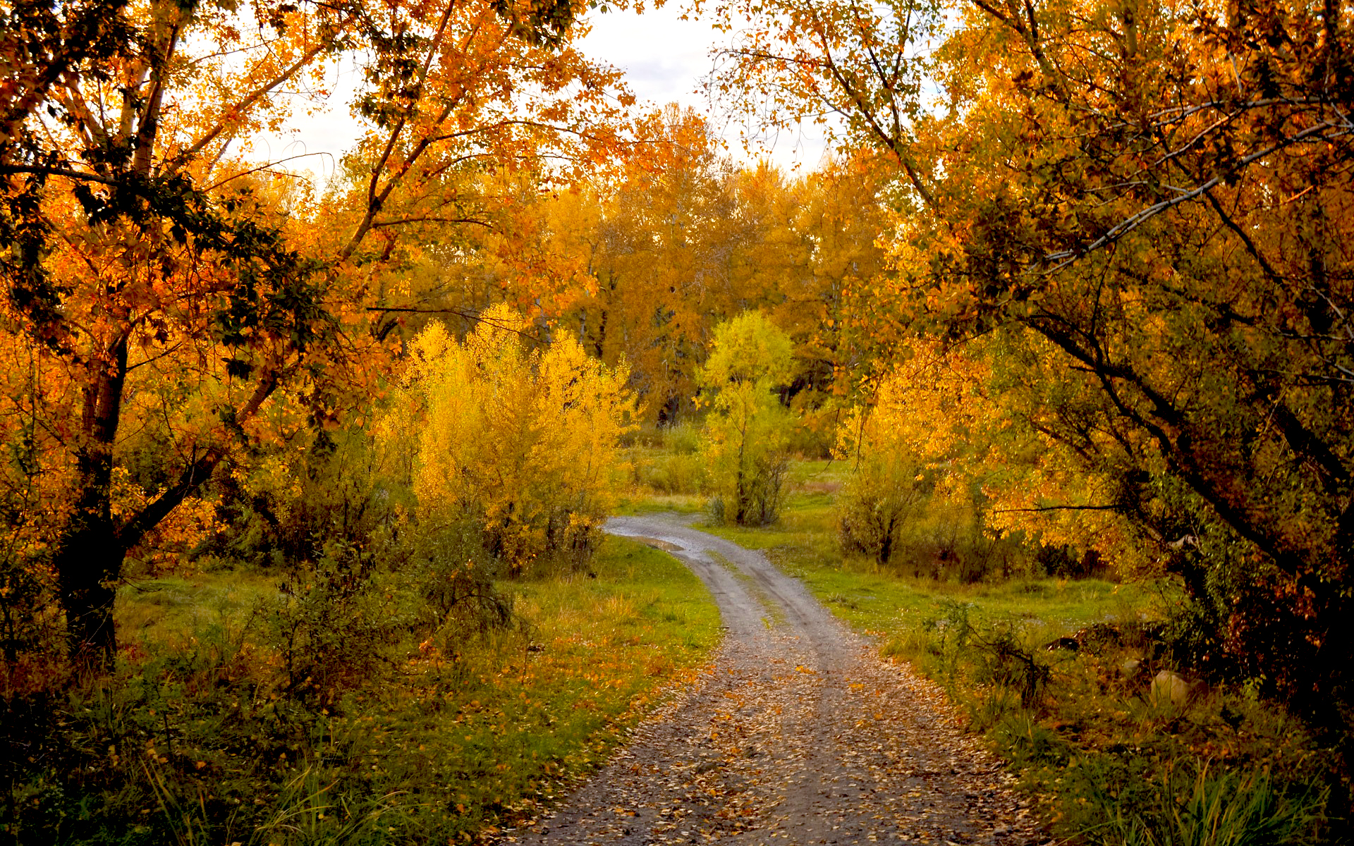 фото золотая осень в лесу