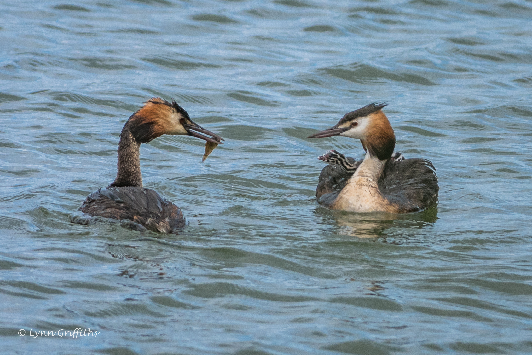 Обои вода, птицы, большая поганка, чомга, поганка, lynn griffiths, water, birds, great crested grebe, the great crested grebe, toadstool разрешение 2036x1359 Загрузить