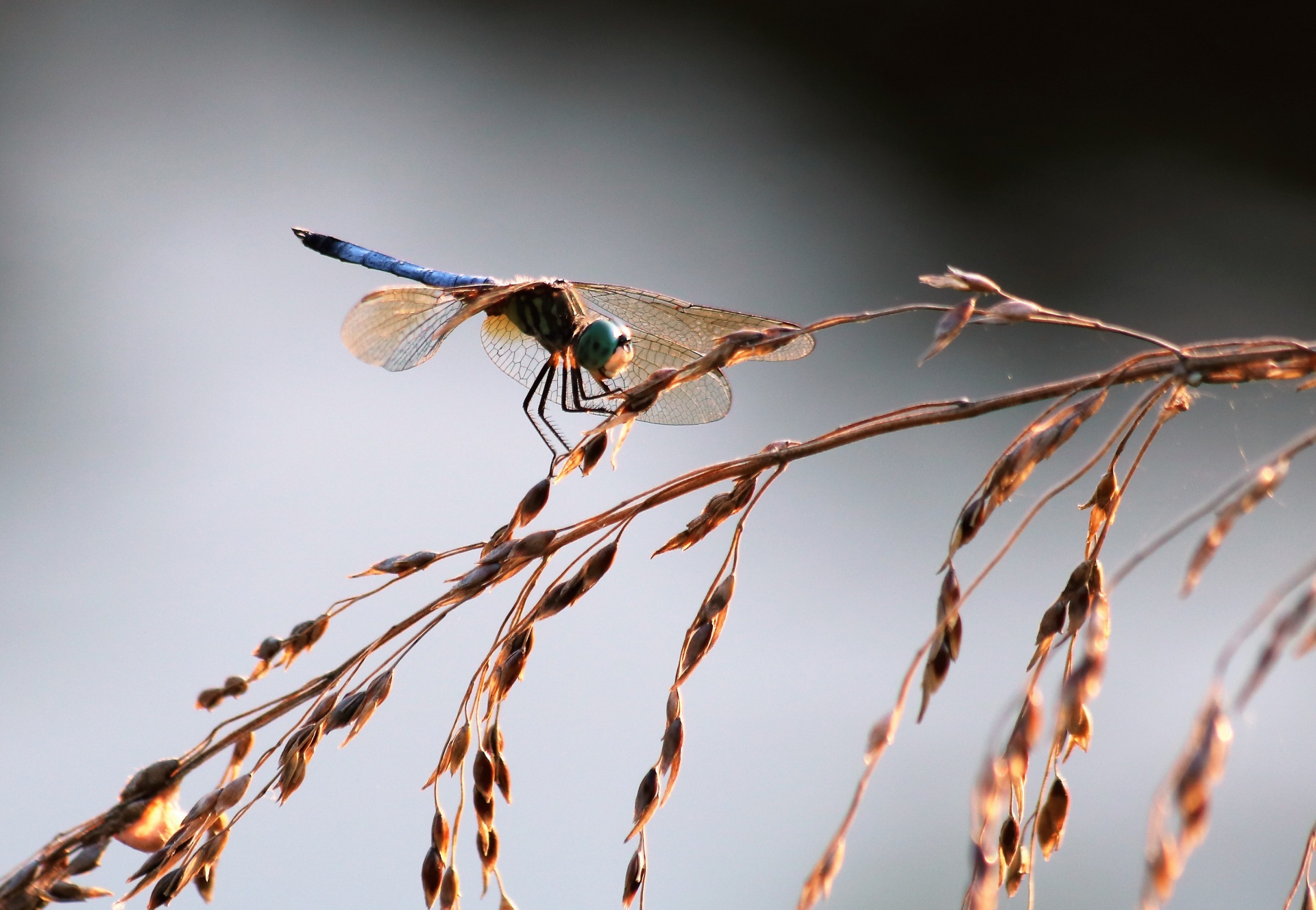 Обои трава, насекомое, крылья, стрекоза, колоски, grass, insect, wings, dragonfly, spikelets разрешение 1920x1328 Загрузить