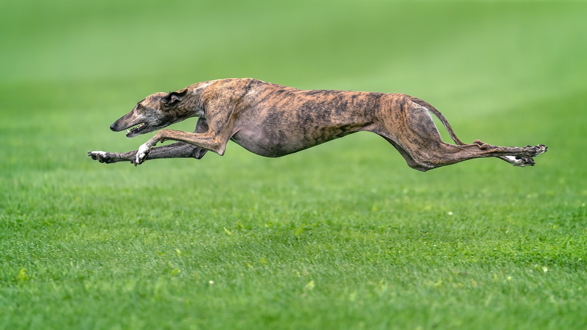 Обои трава, собака, друг, бег, борзая, grass, dog, each, running, greyhound разрешение 2048x1152 Загрузить