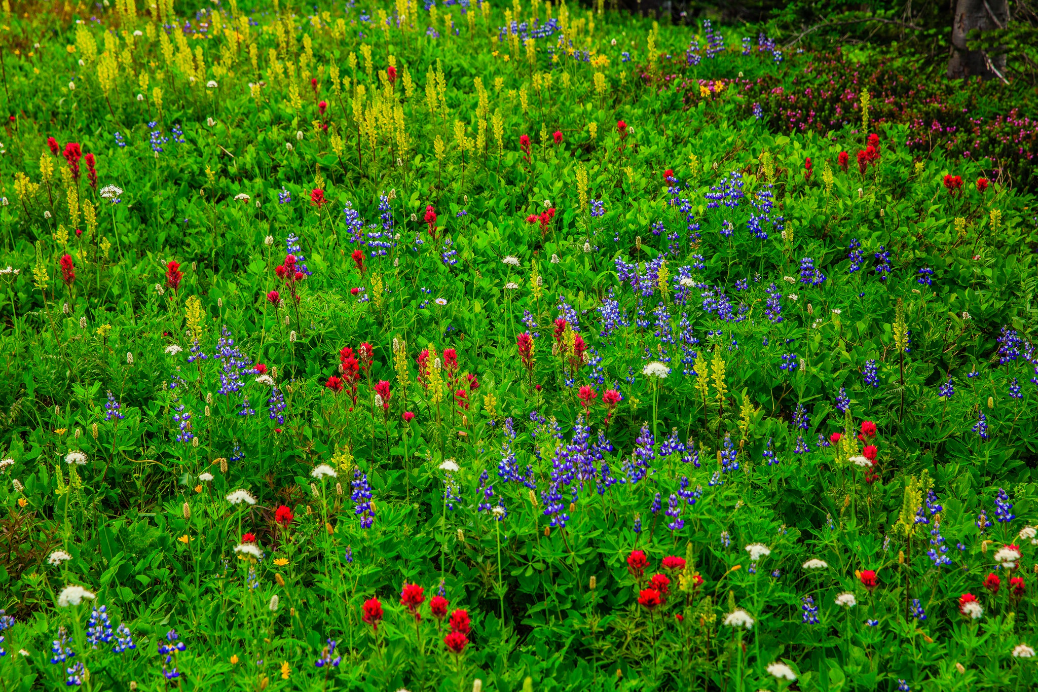 Обои цветы, трава, луг, полевые цветы, flowers, grass, meadow, wildflowers разрешение 2048x1365 Загрузить