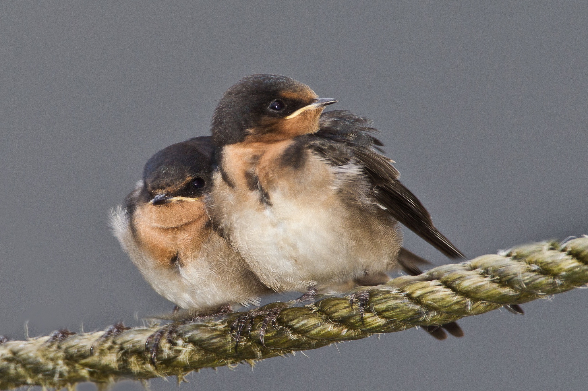 Обои птенец, птица, клюв, веревка, ласточка, chick, bird, beak, rope, swallow разрешение 2048x1362 Загрузить