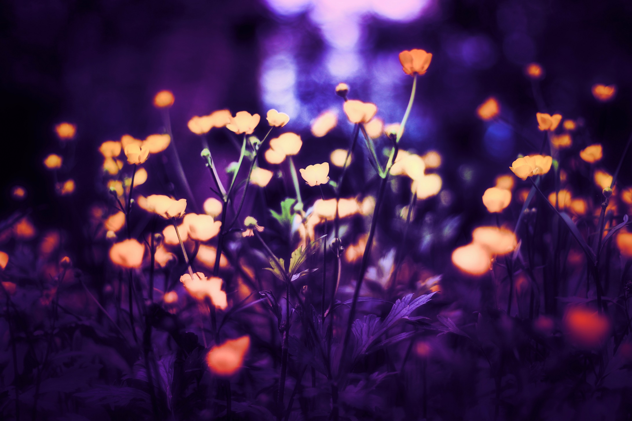 Обои свет, цветы, фон, маки, размытость, by schafsheep, schafsheep, light, flowers, background, maki, blur разрешение 2184x1456 Загрузить