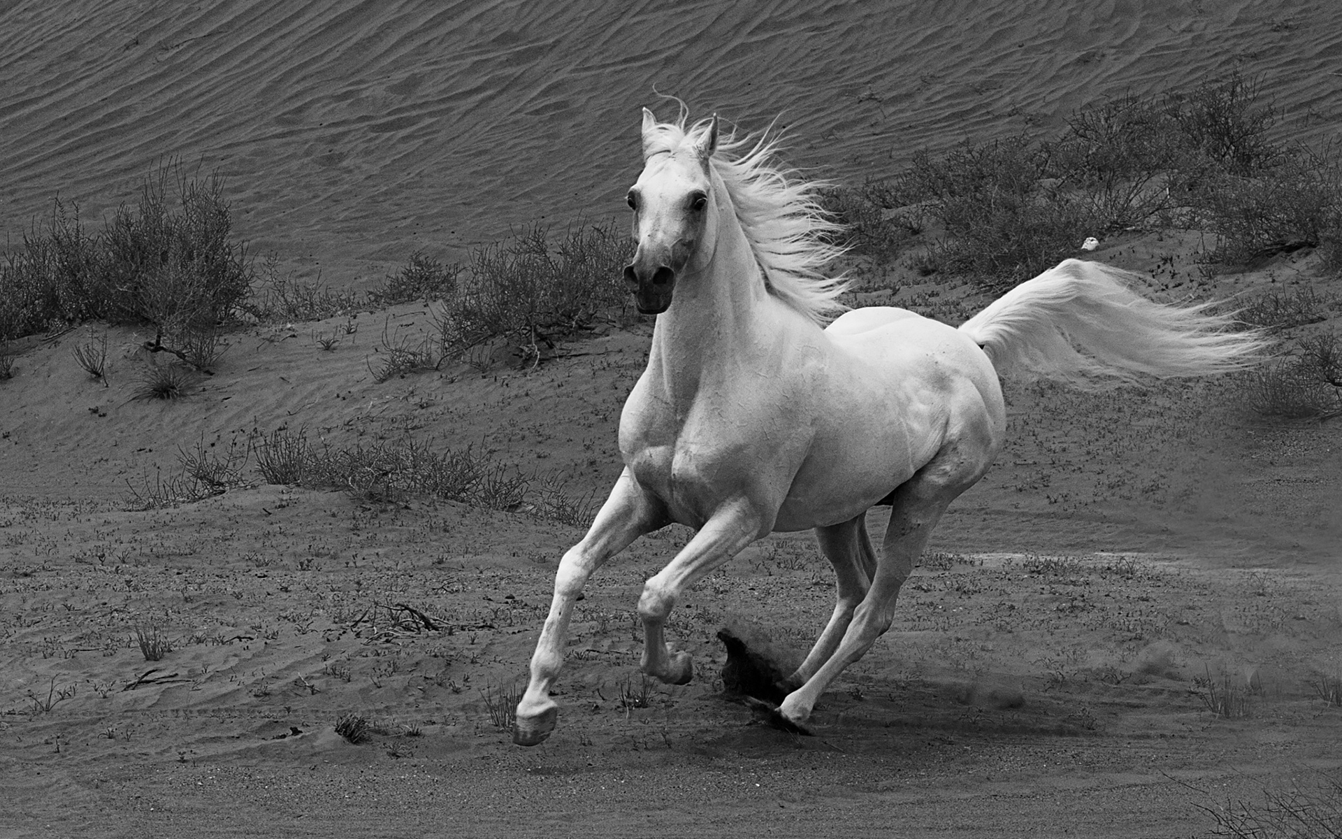 Обои лошадь, чёрно-белое, конь, грива, бег, лошадь.бег, horse, black and white, mane, running, horse.running разрешение 1920x1200 Загрузить