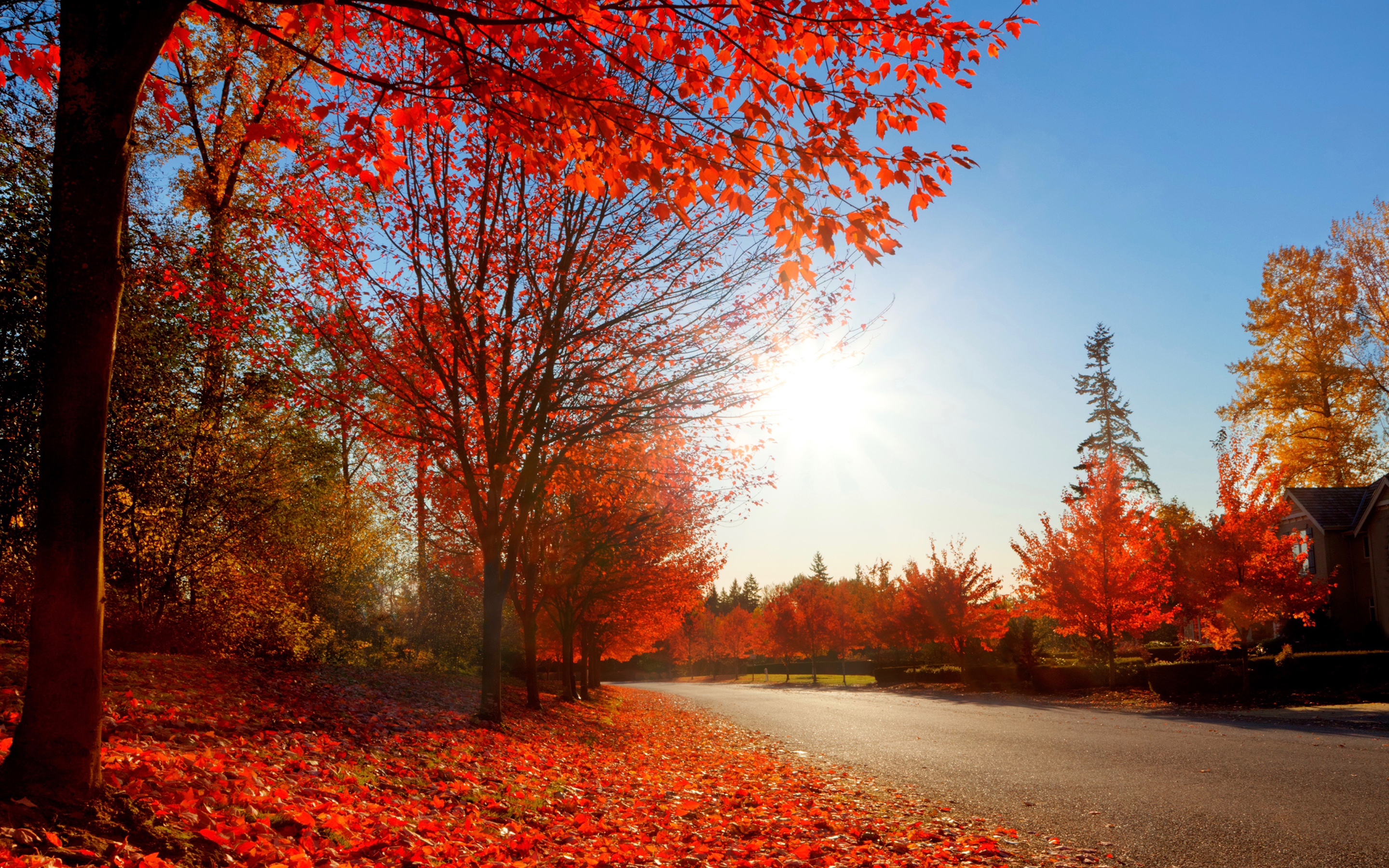 Красивый фон с природой осень 4к
