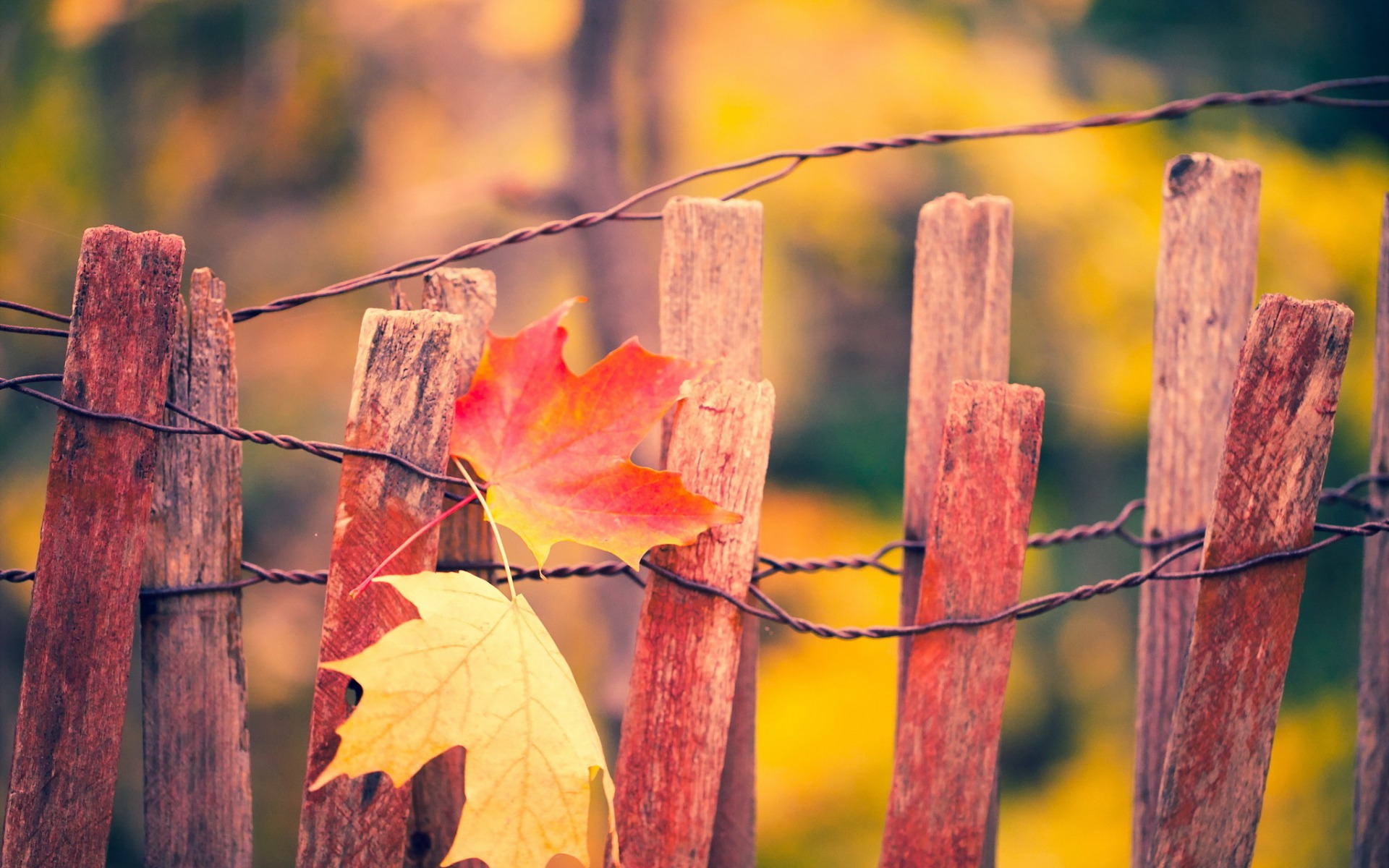 Обои листья, макро, осень, забор, кленовый лист, leaves, macro, autumn, the fence, maple leaf разрешение 1920x1200 Загрузить