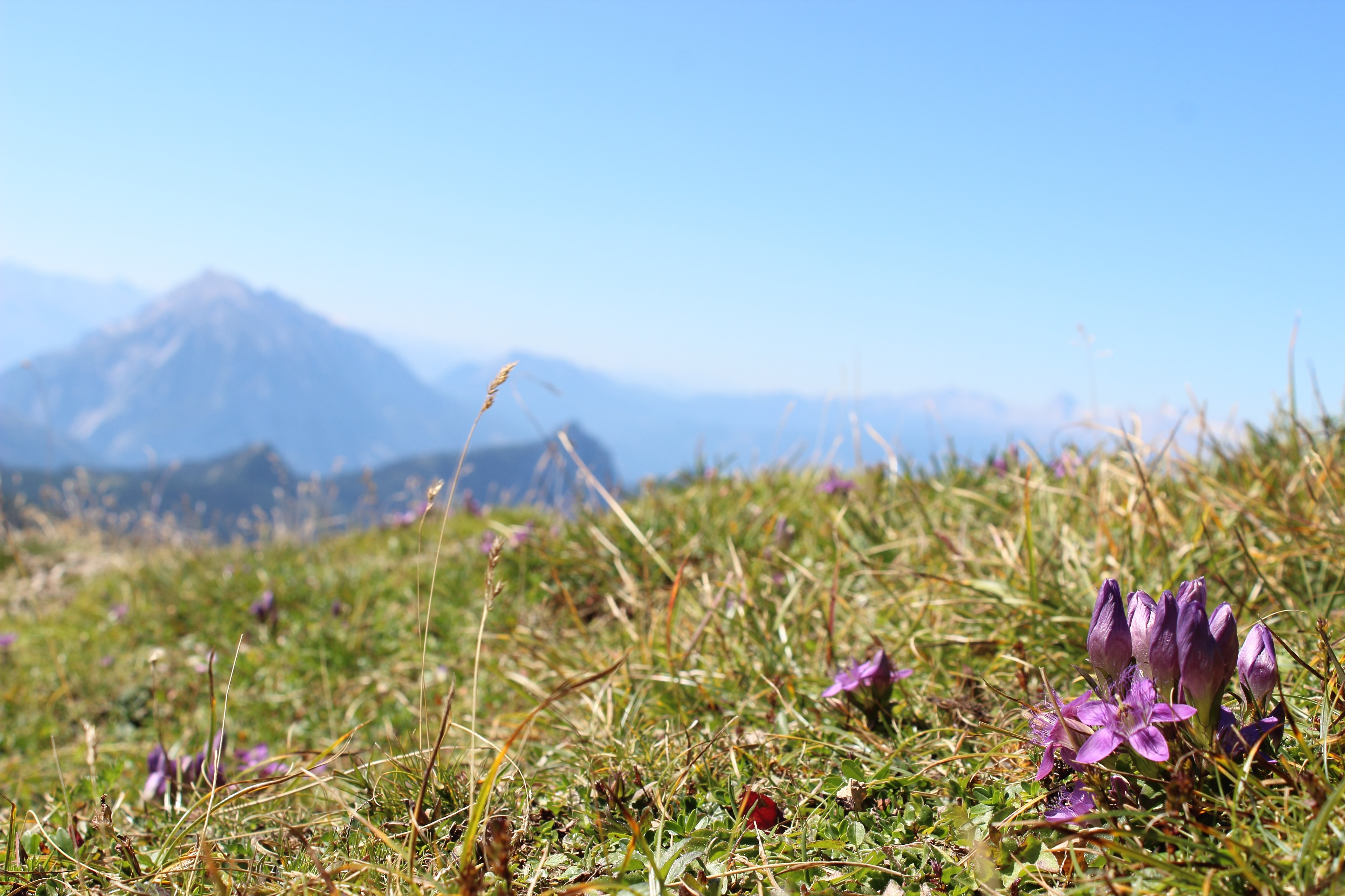 Обои небо, цветы, трава, горы, поле, the sky, flowers, grass, mountains, field разрешение 5184x3456 Загрузить