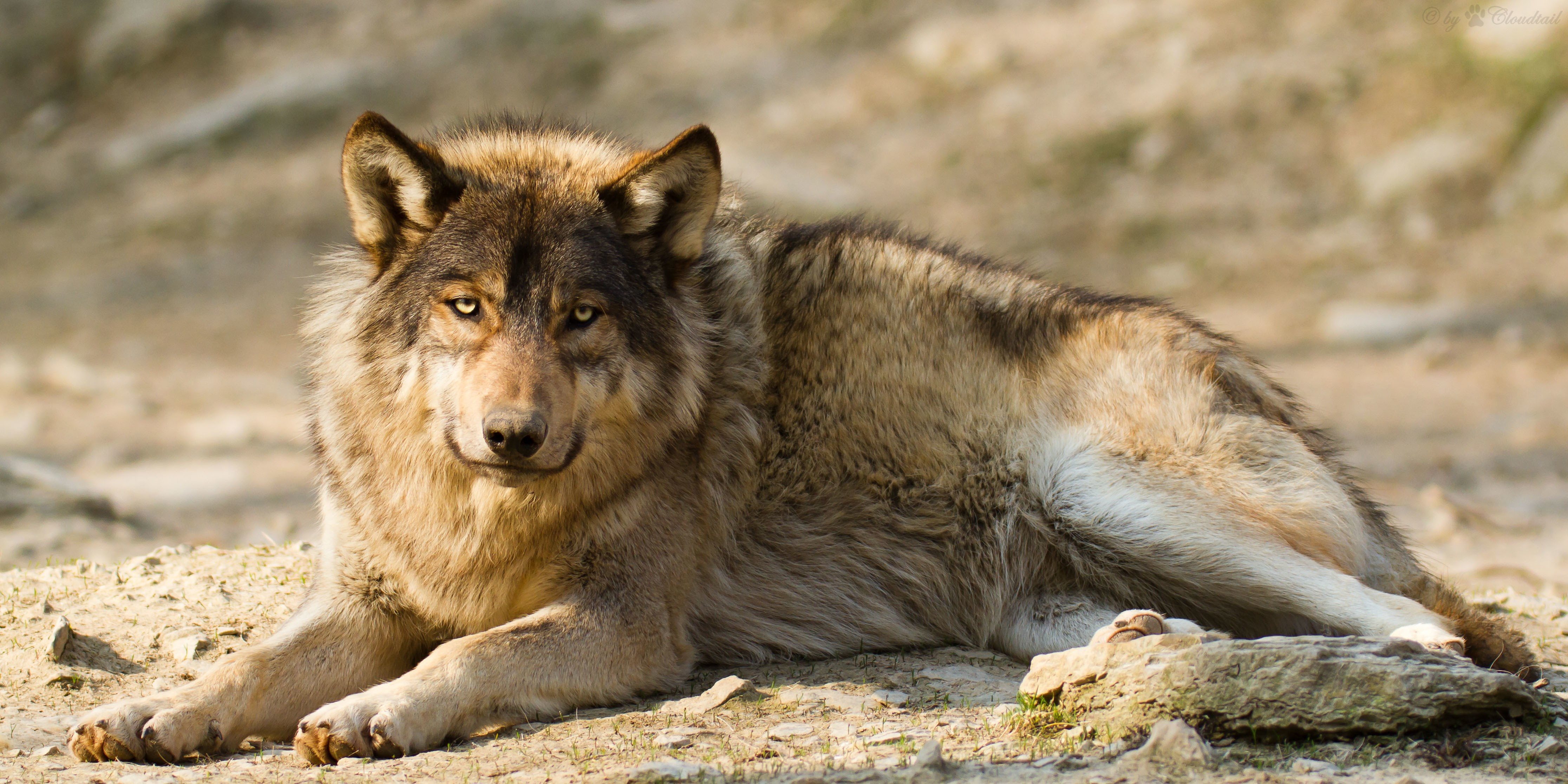 Обои морда, взгляд, хищник, животное, волк, face, look, predator, animal, wolf разрешение 4464x2232 Загрузить