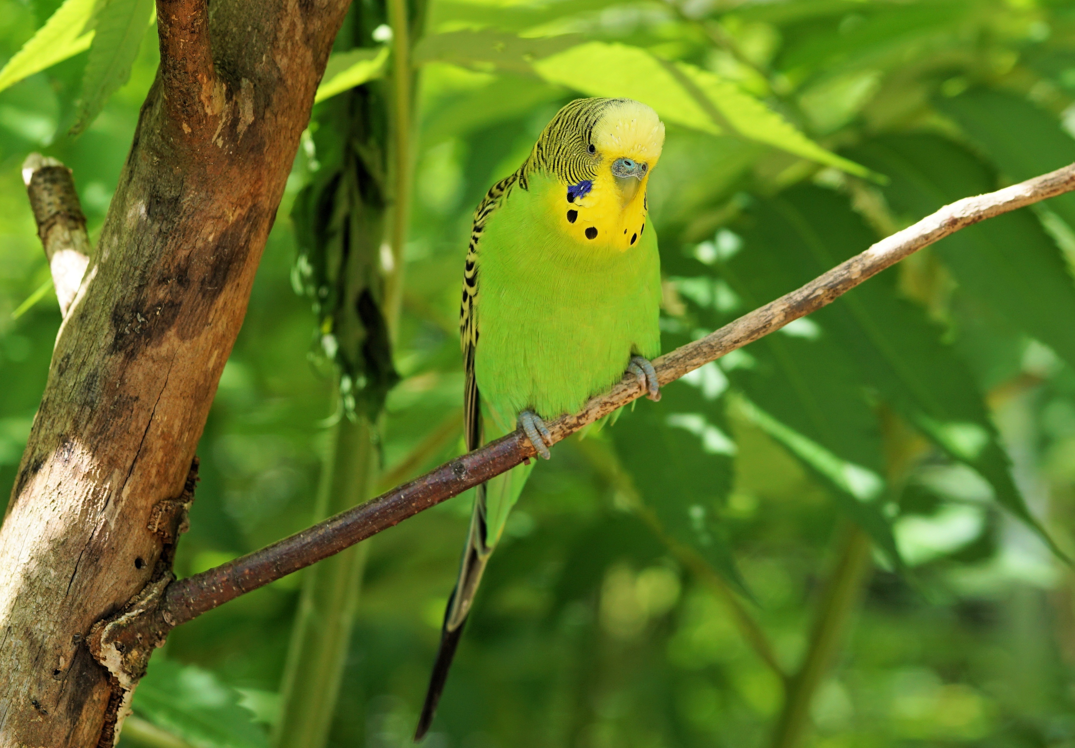 Обои птица, клюв, перья, попугай, волнистый попугайчик, bird, beak, feathers, parrot, budgie разрешение 3432x2388 Загрузить