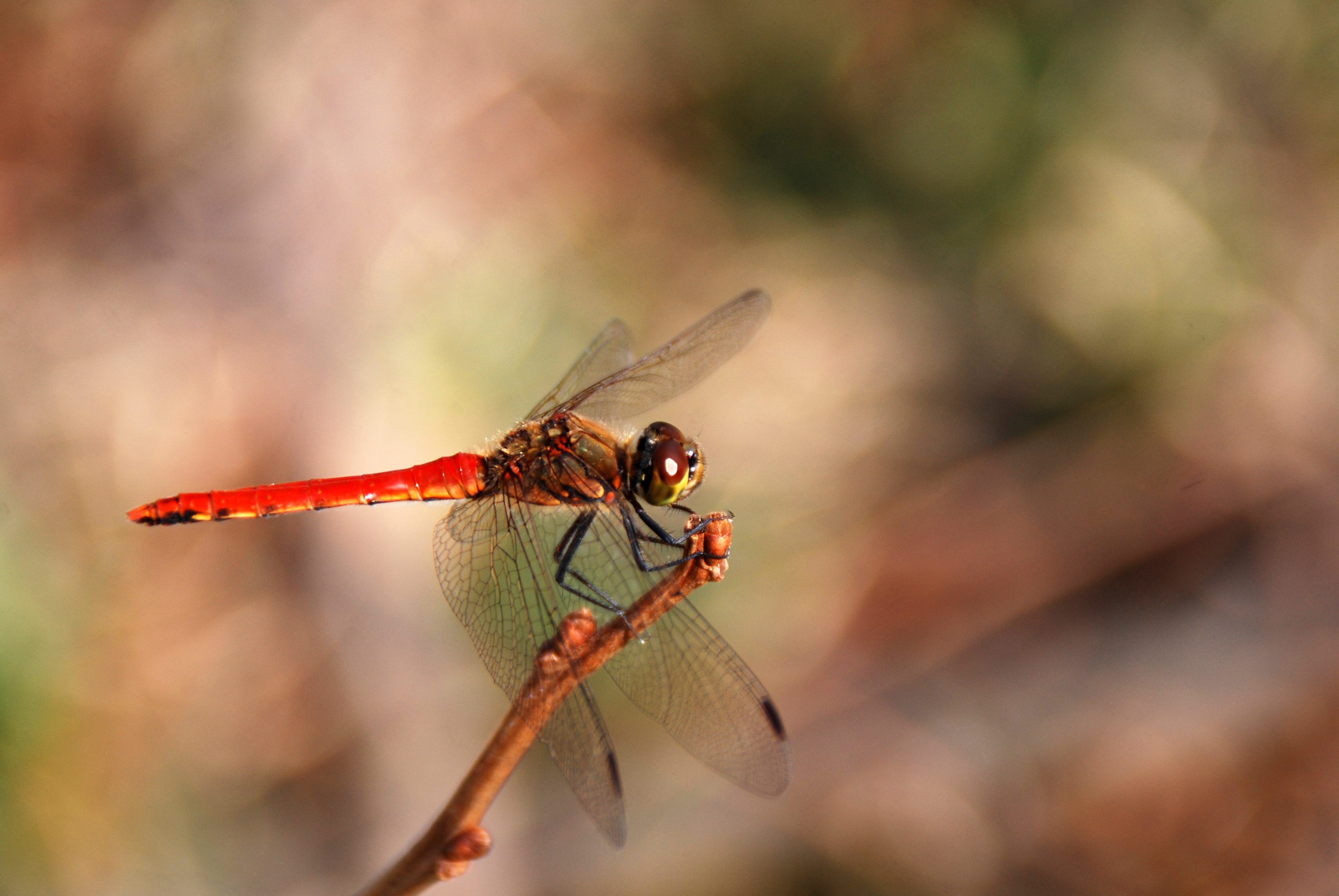 Обои макро, насекомое, крылья, размытость, стрекоза, macro, insect, wings, blur, dragonfly разрешение 3872x2592 Загрузить