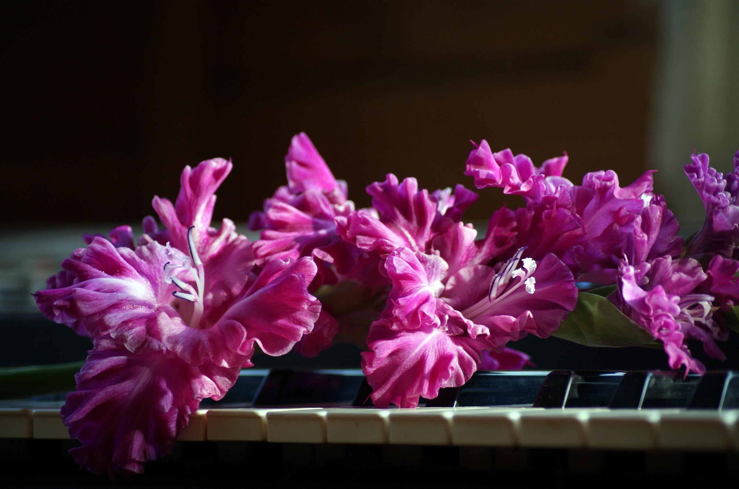 Обои цветы, розовый, пианино, клавиши, гладиолус, flowers, pink, piano, keys, gladiolus разрешение 2590x1715 Загрузить