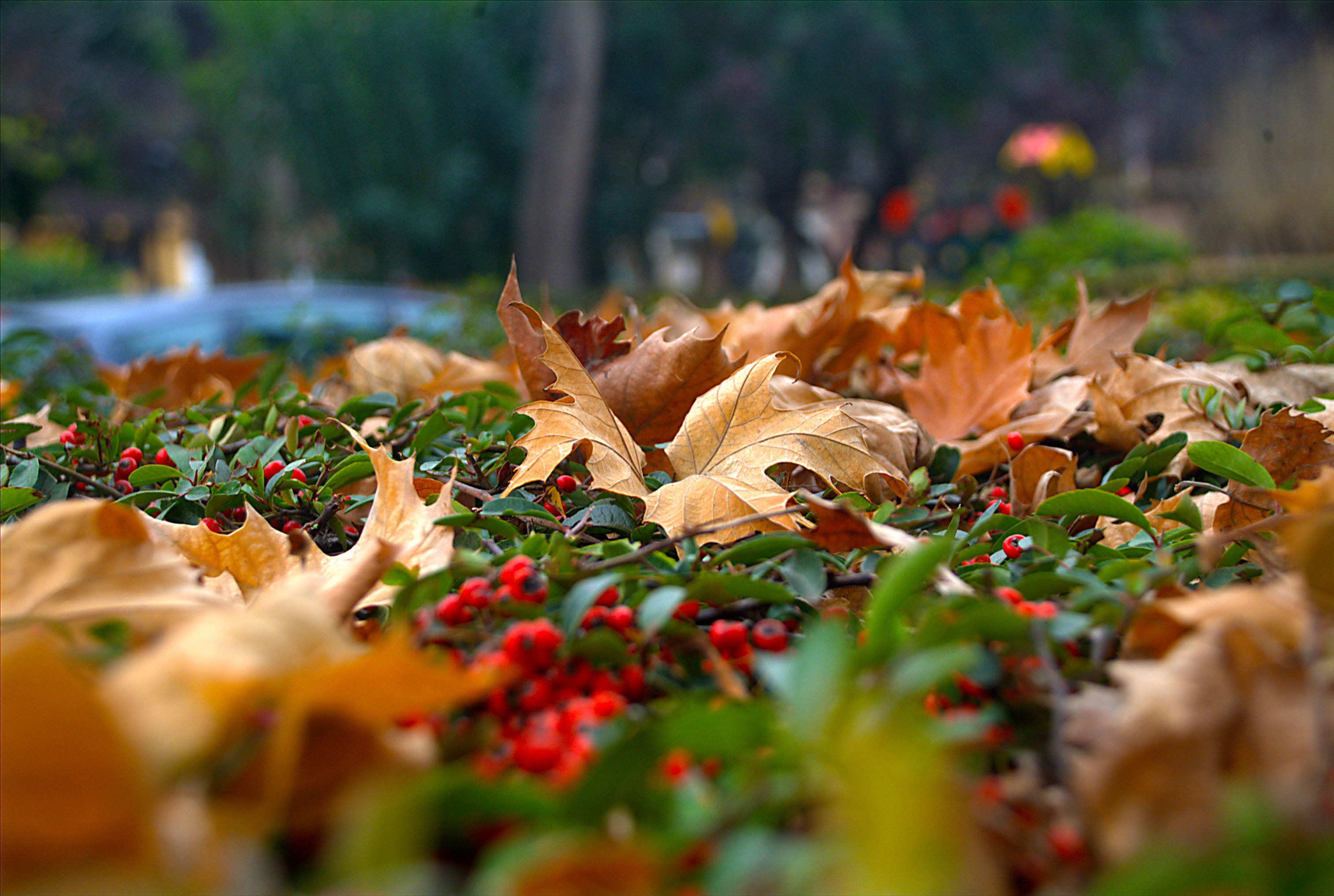 Обои природа, листья, ягода, осень, рябина, nature, leaves, berry, autumn, rowan разрешение 3030x2036 Загрузить