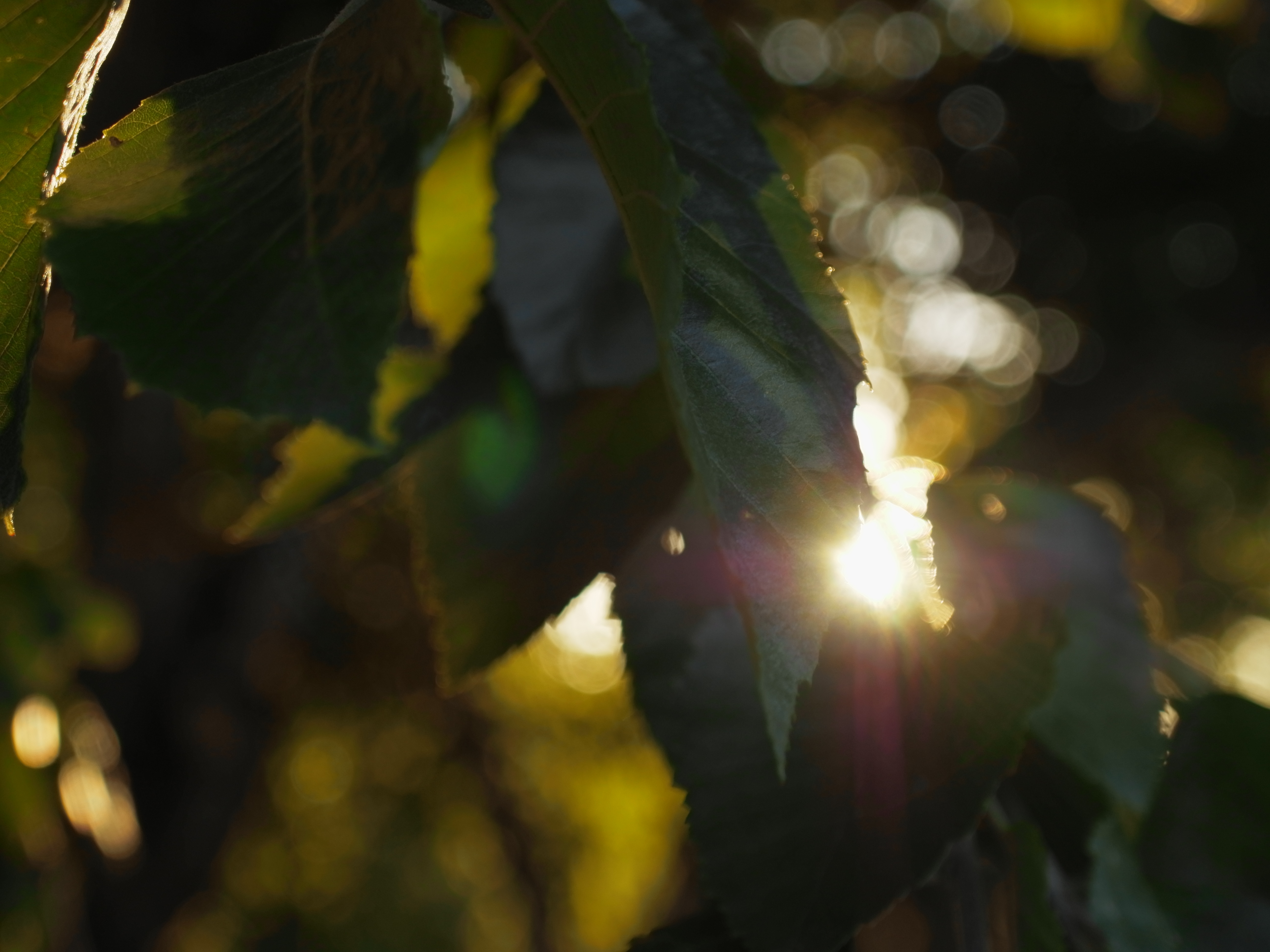 Обои листья, лучи, боке, солнечный свет, leaves, rays, bokeh, sunlight разрешение 5184x3888 Загрузить