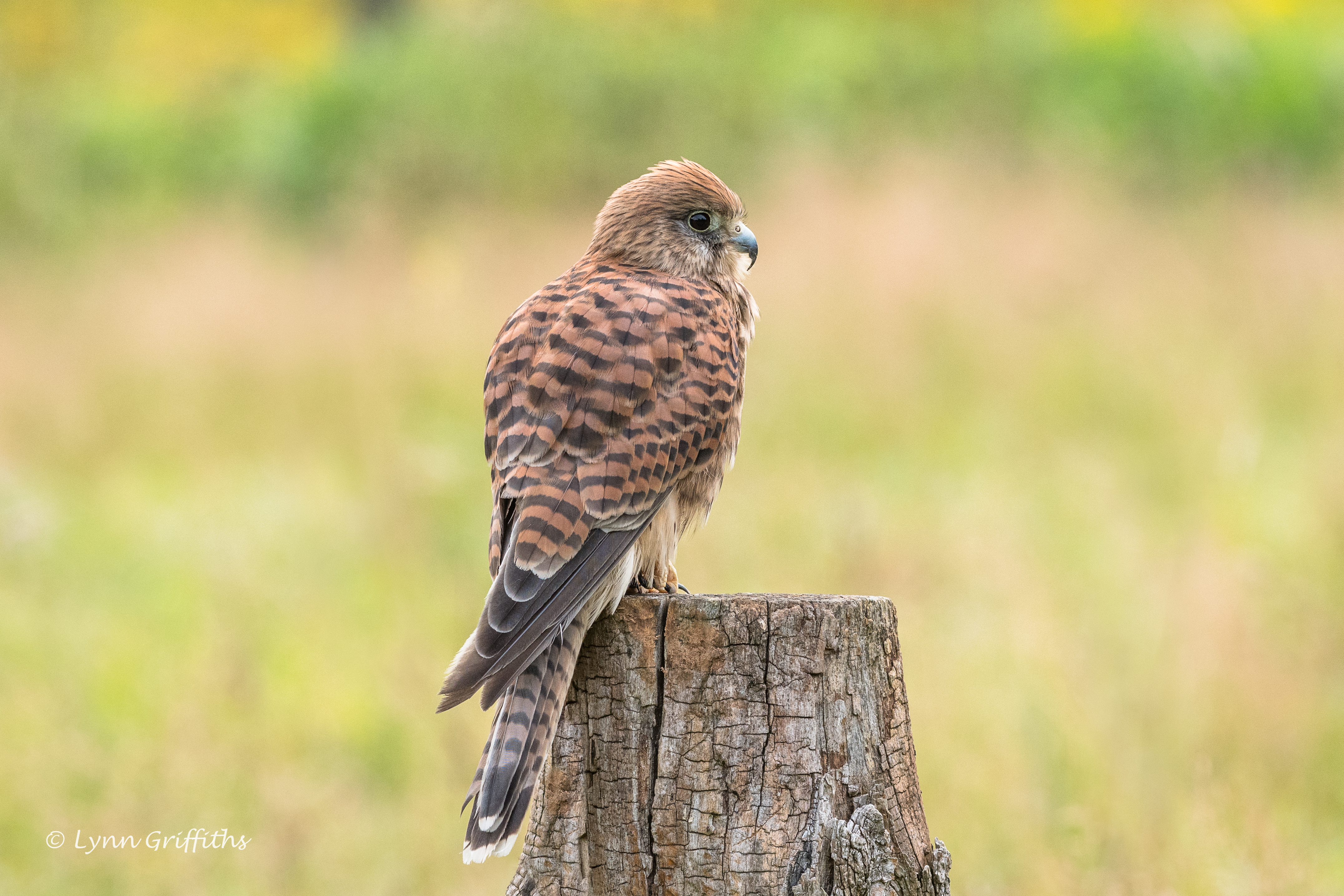 Обои природа, хищник, птица, клюв, перья, пень, пустельга, lynn griffiths, nature, predator, bird, beak, feathers, stump, kestrel разрешение 4306x2871 Загрузить