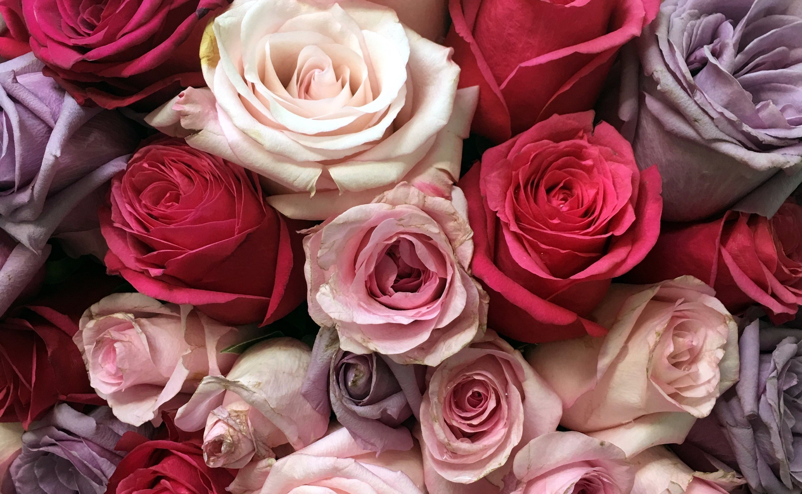 Обои цветы, розы, разноцветные, букет, flowers, roses, colorful, bouquet разрешение 2560x1576 Загрузить