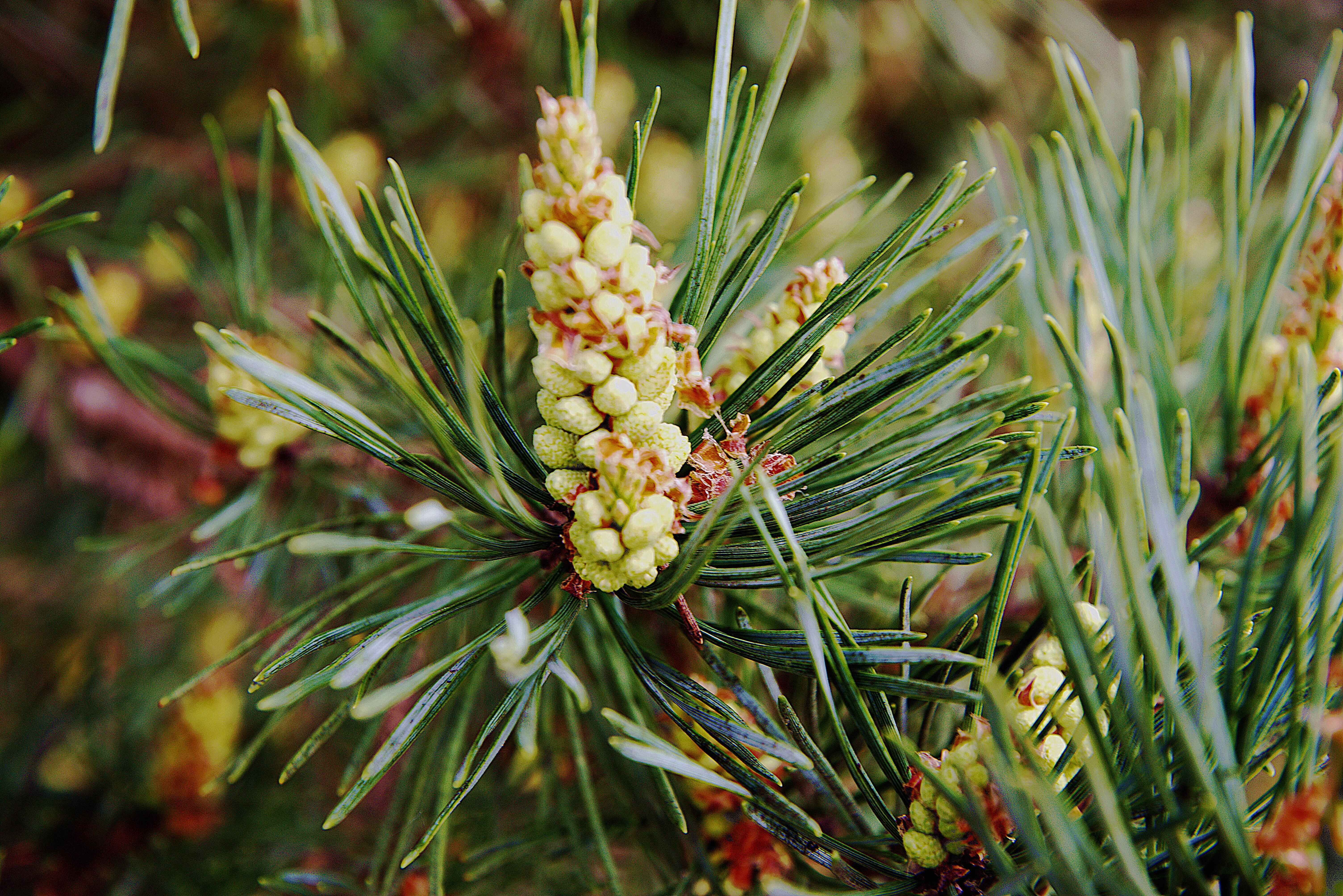 Обои ветка, природа, хвоя, шишки, сосна, branch, nature, needles, bumps, pine разрешение 6016x4016 Загрузить